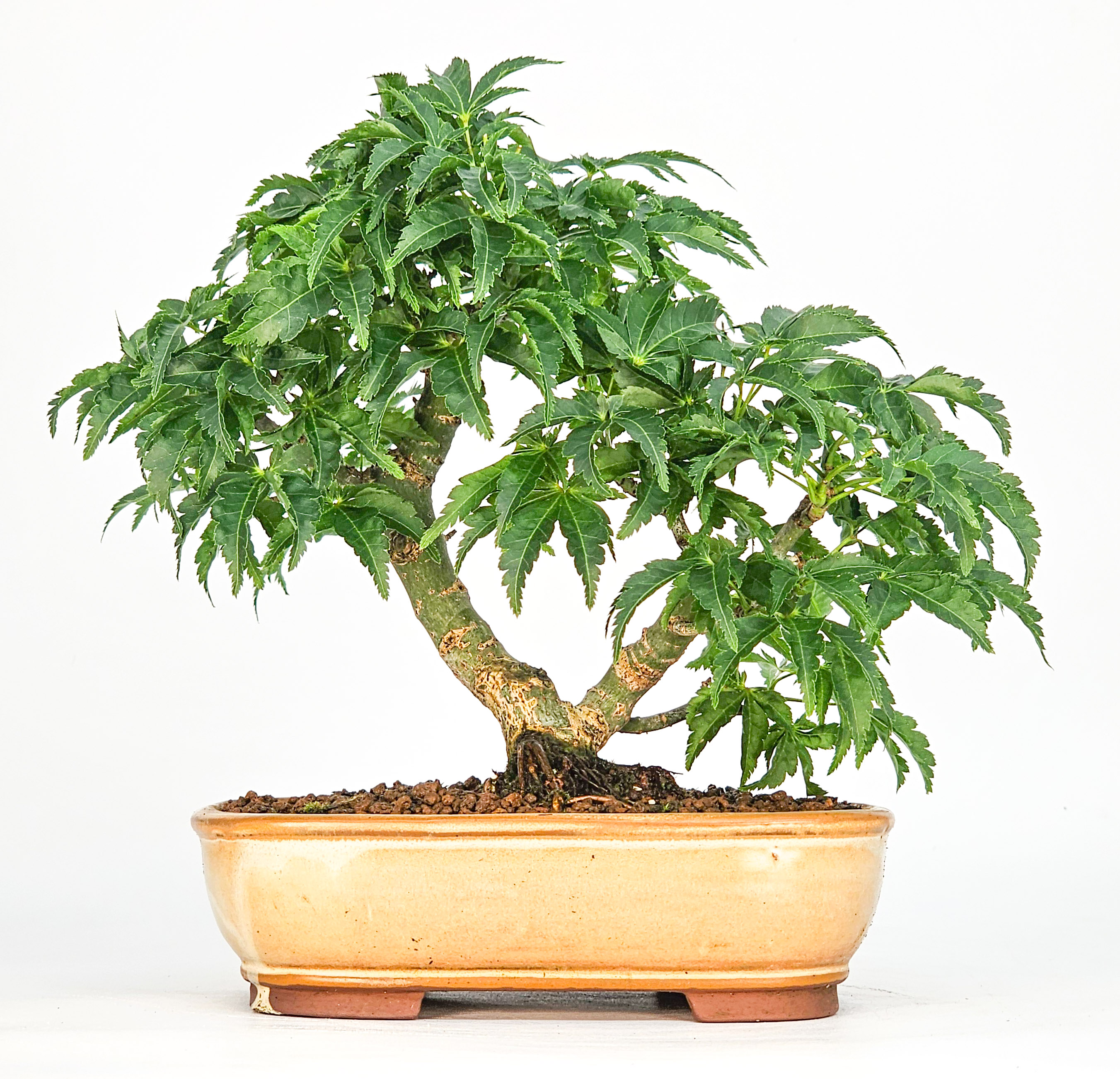 Bonsai Löwenkopfahorn- Acer palmatum Shishigashira Shohin 14cm