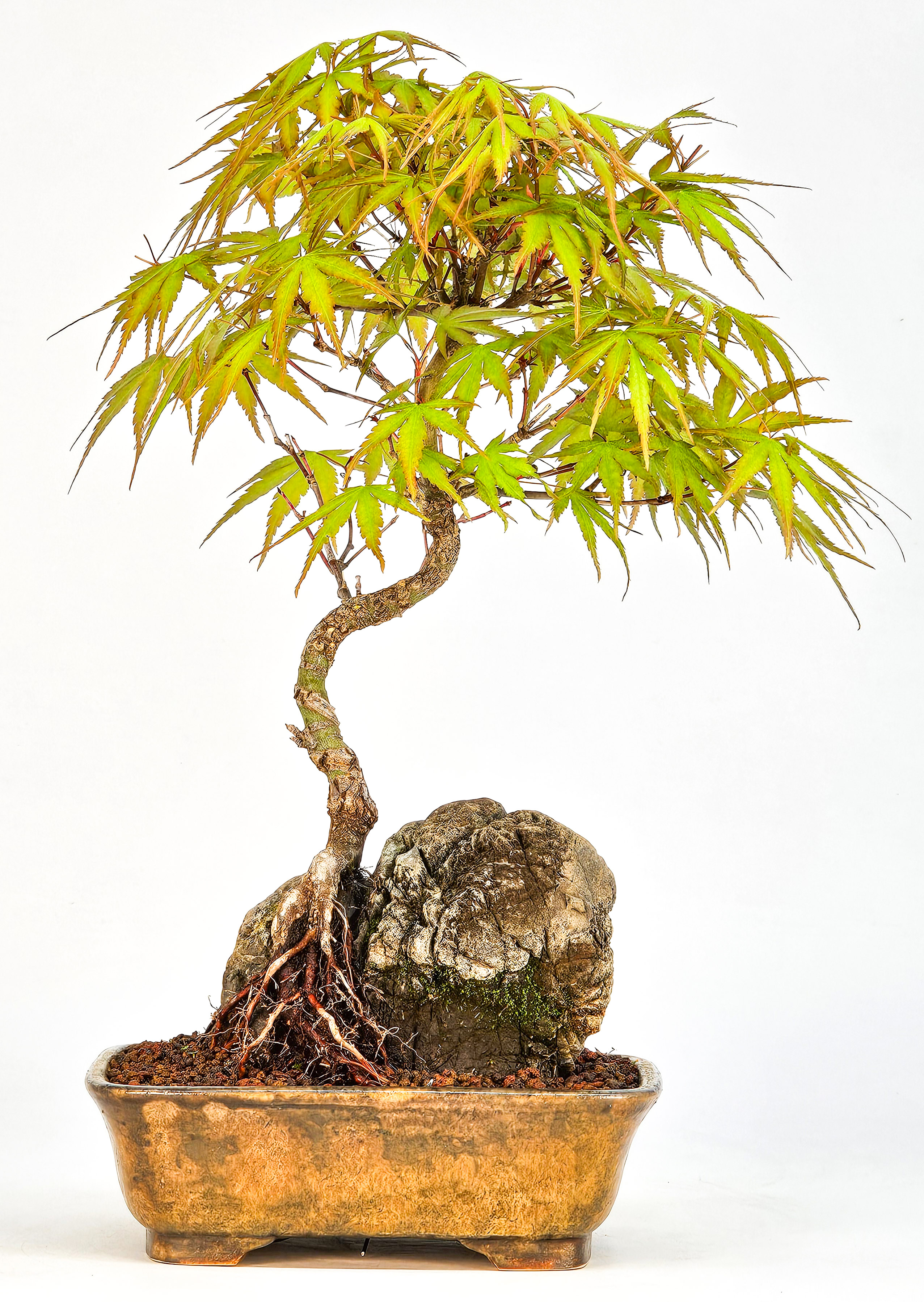 Bonsai Fächerahorn - Acer palmatum Arakawa 24cm  