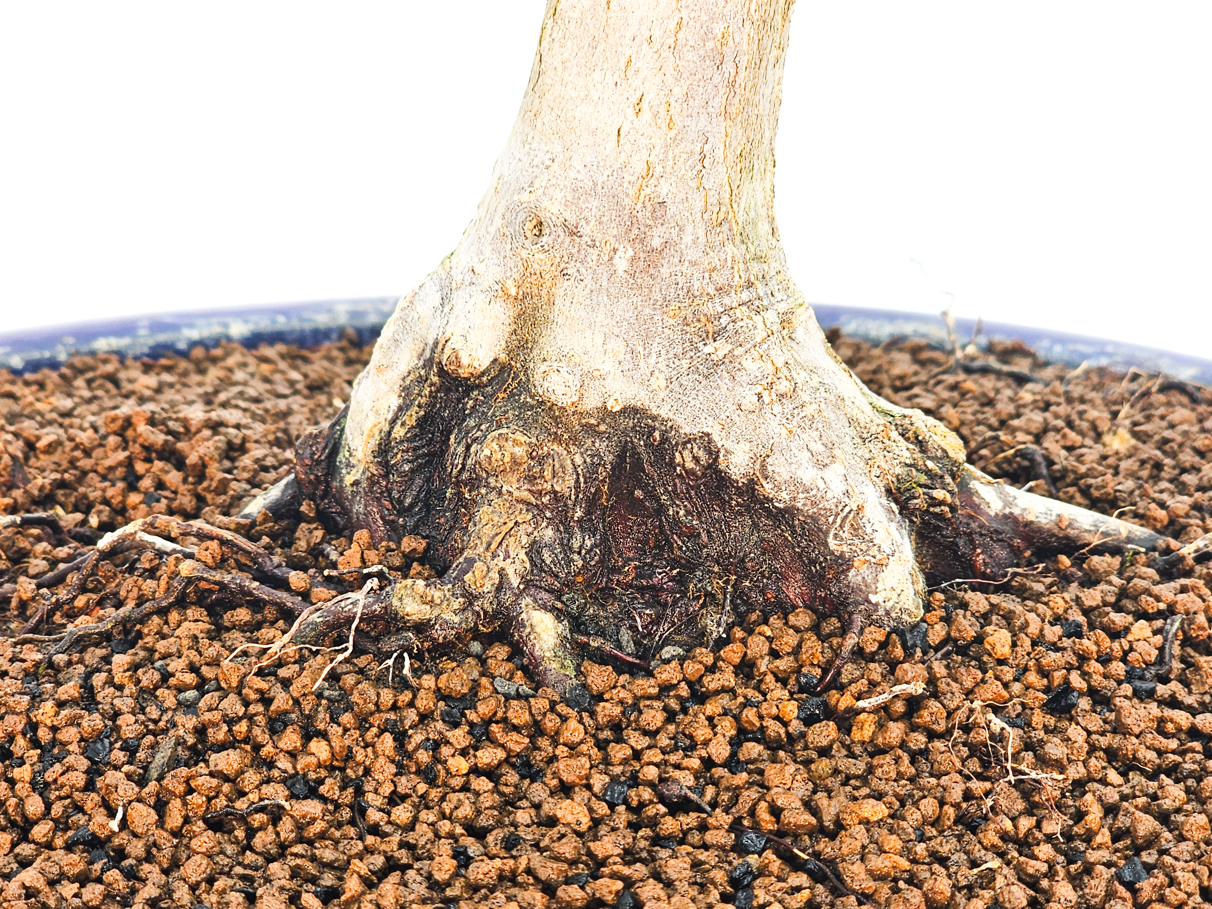 Bonsai Fächerahorn - Acer palmatum Atropurpureum 39cm Bonsai Fächerahorn - Acer palmatum Atropurpureum 39cm