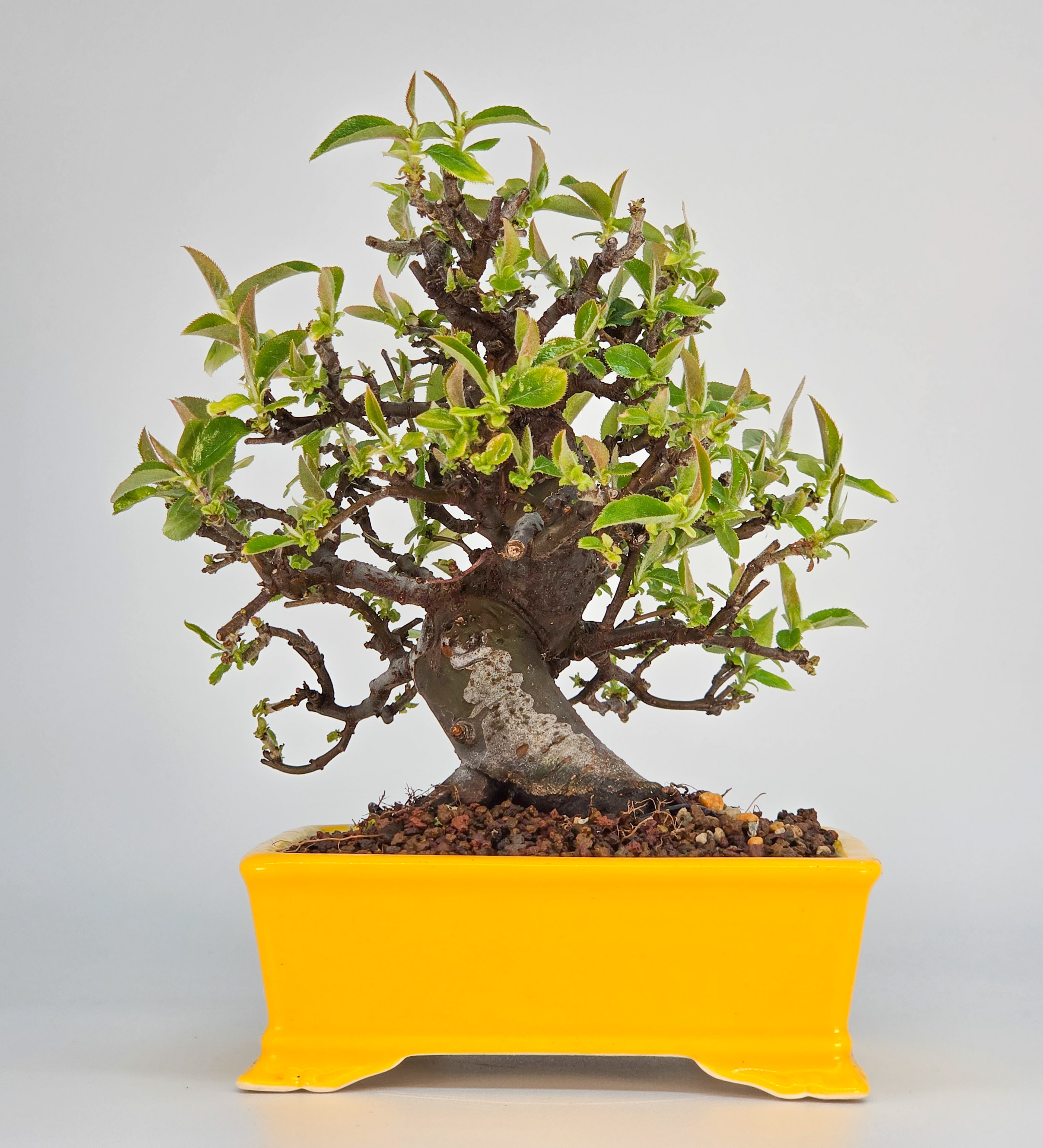 Bonsai Quitte - Pseudocydonia sinensis Shohin 13cm