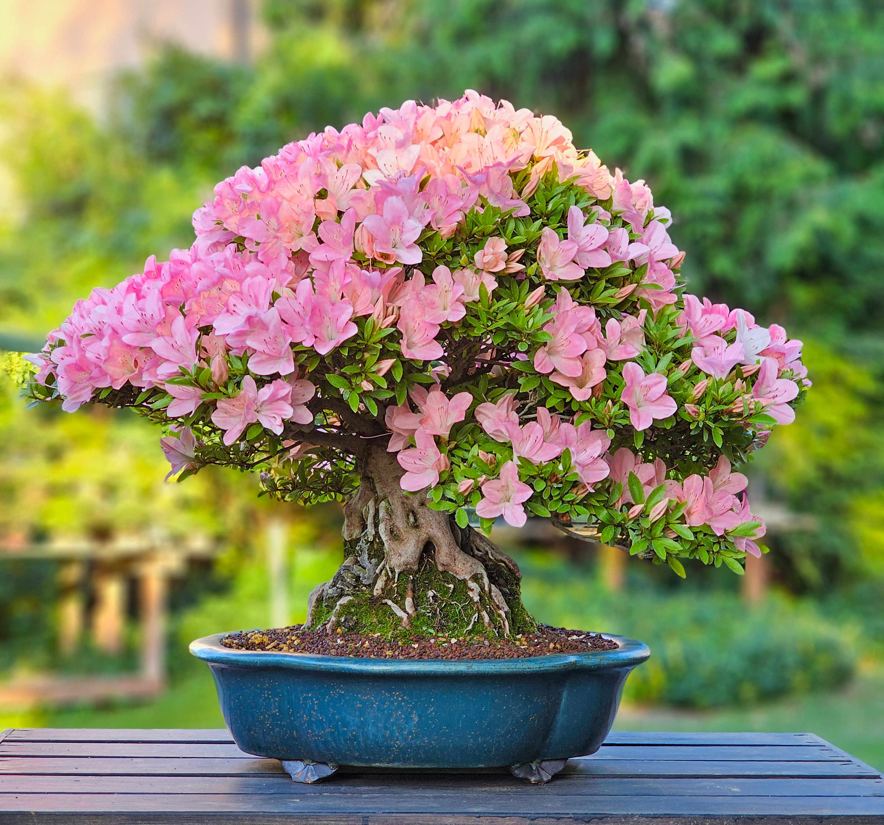 Bonsai Azalee Rhododendron indicum Ishizuki - Kozan - 39cm Video!! Bonsai Azalee Rhododendron indicum Ishizuki - Kozan - 39cm Video!!