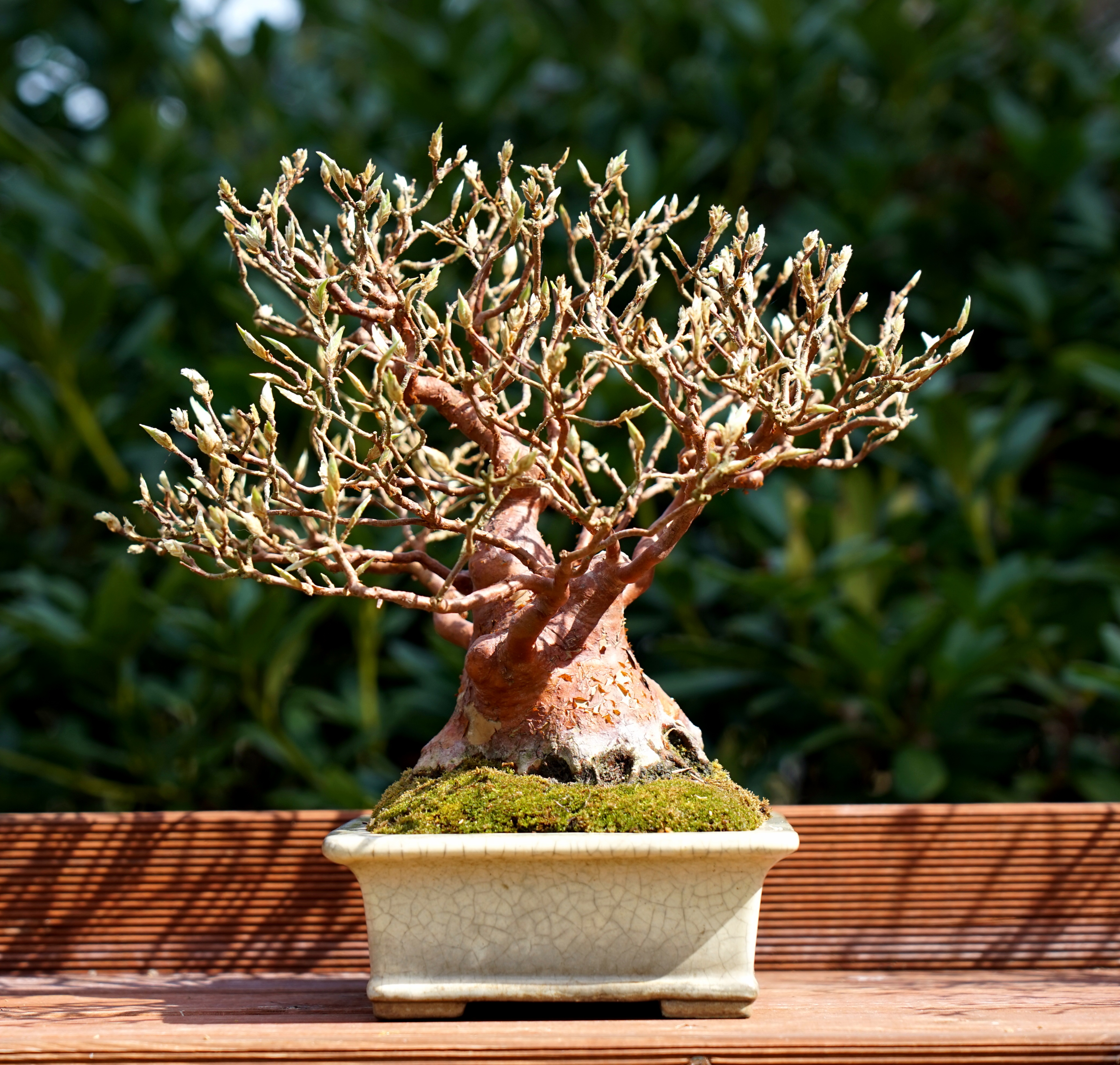 Bonsai Scheinkamelie - Stewartie 24cm