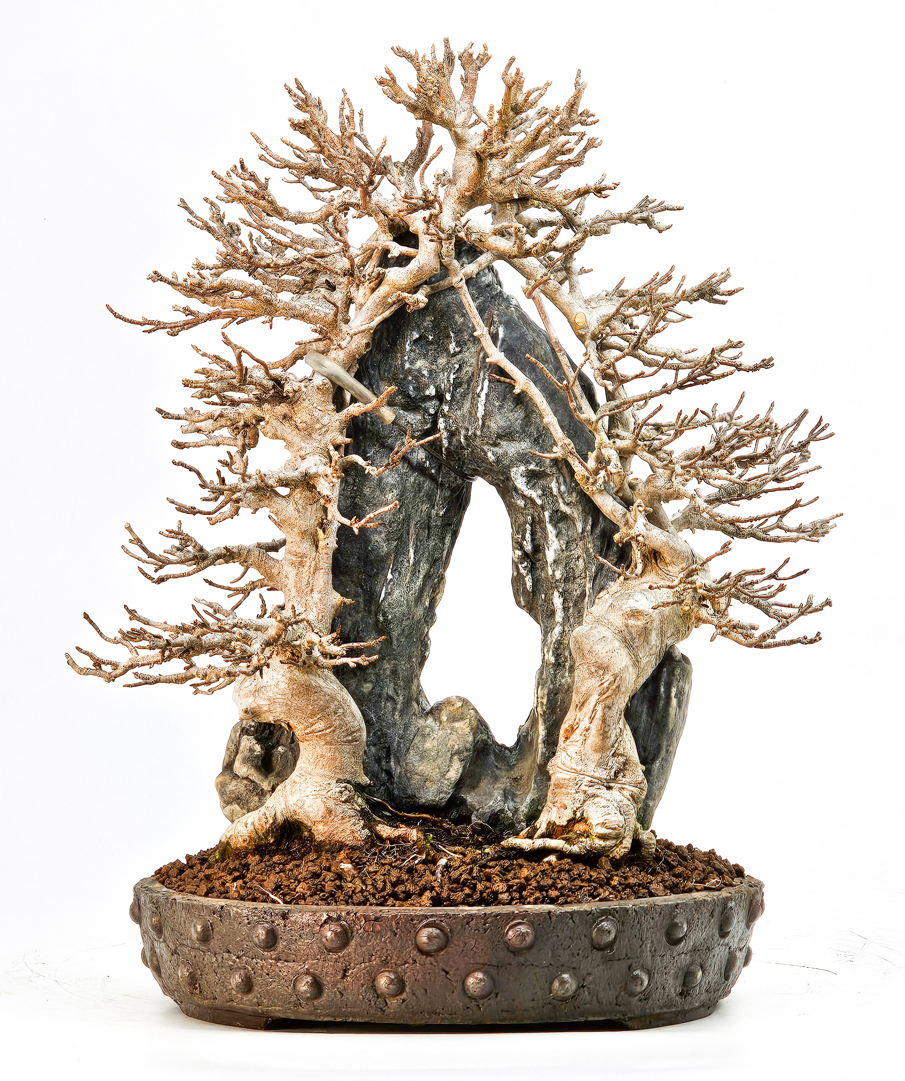 Bonsai Dreispitzahorn - Acer buergerianum Ishizuki 26,5cm - Video!!
