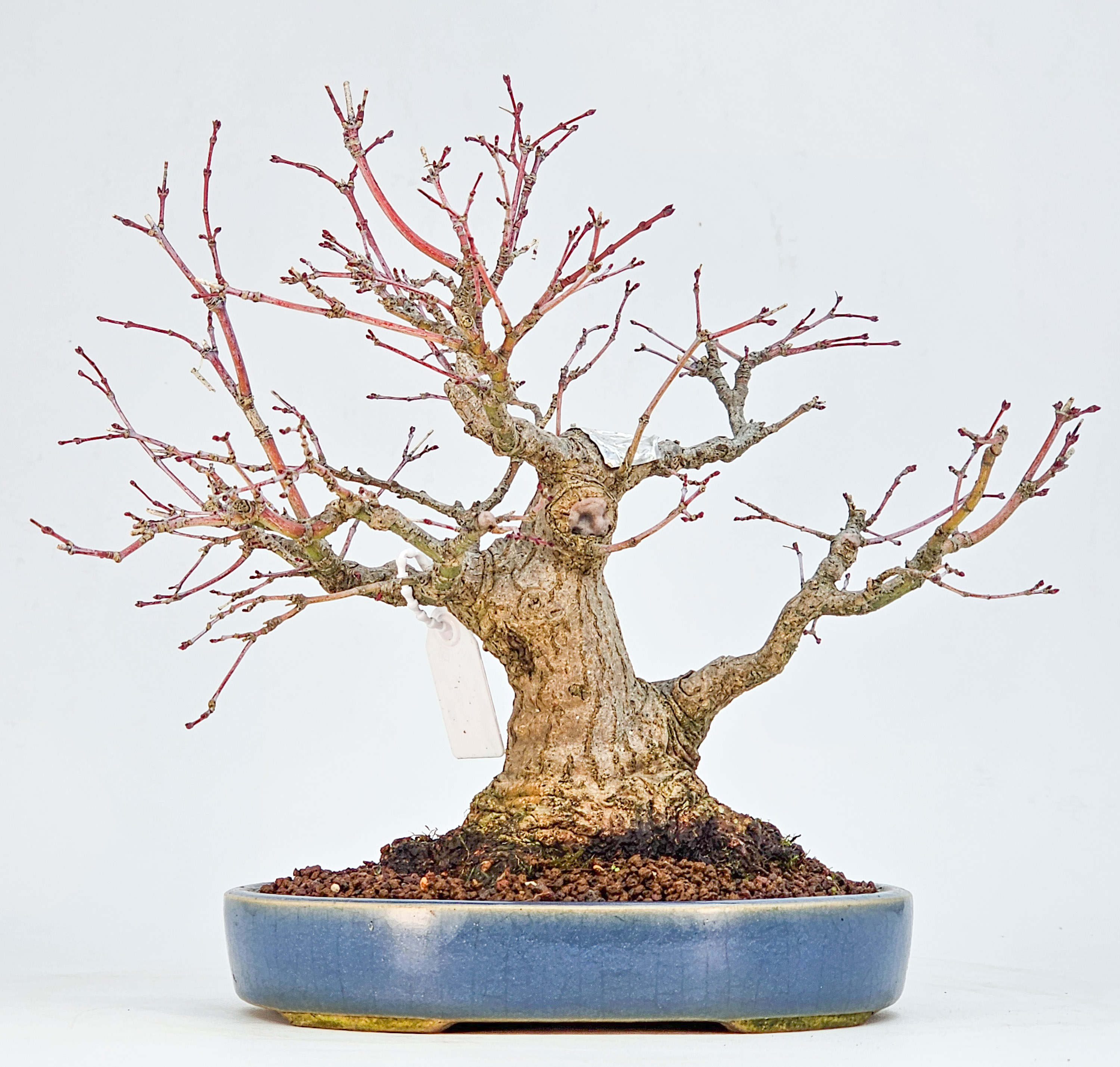 Bonsai Premium Fächerahorn - Acer palmatum Nagaragawa Shohin 20cm