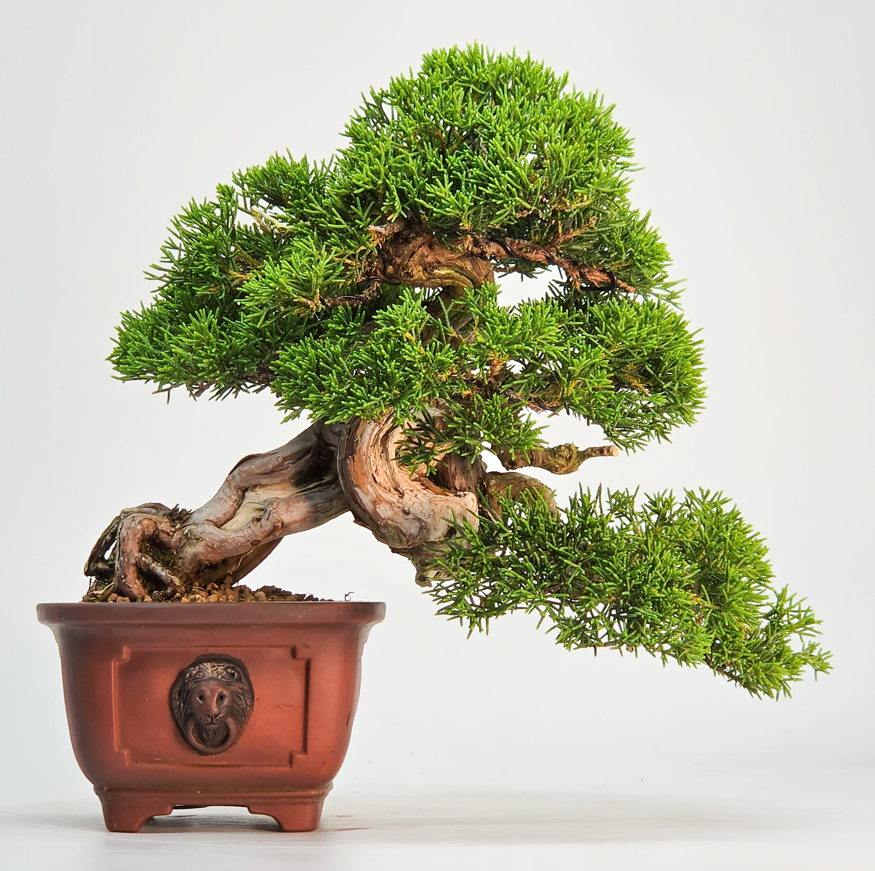 Bonsai Wacholder - Juniperus chinensis Shohin 19cm