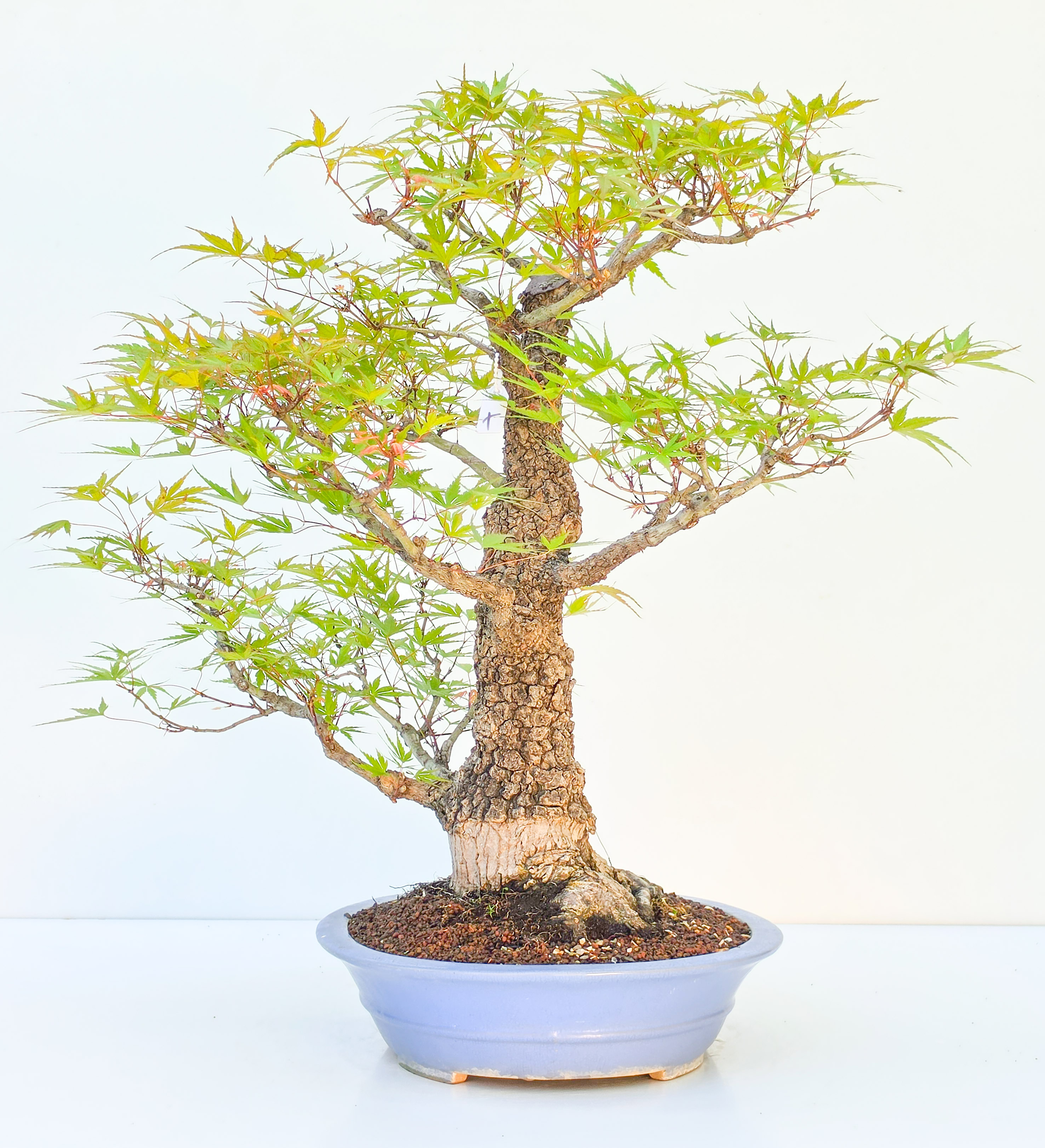 Bonsai Fächerahorn - Acer palmatum Arakawa 54cm