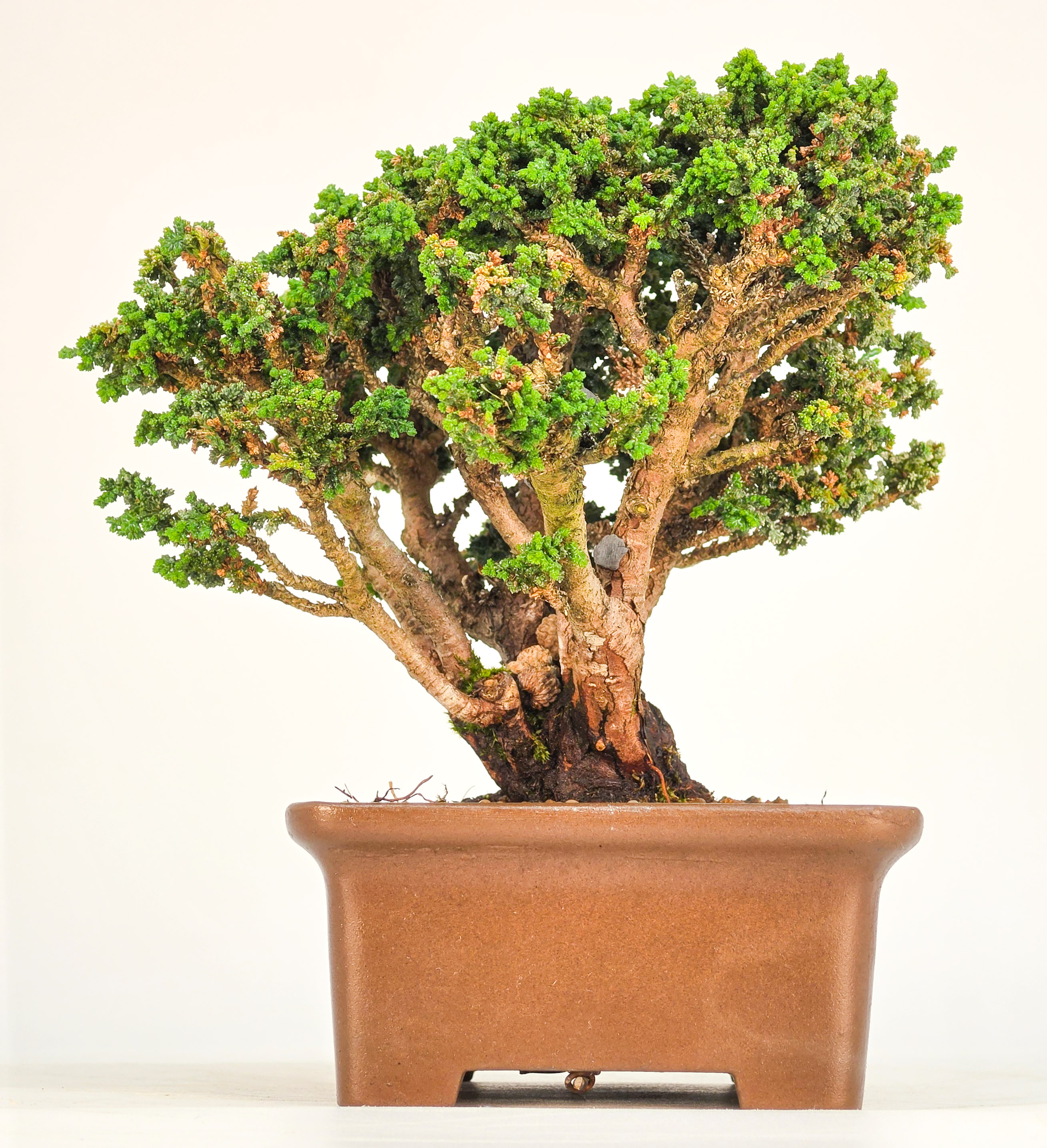 Bonsai Chamaecyparis obtusa Sekka hinoki Shohin 12,5cm Video!!