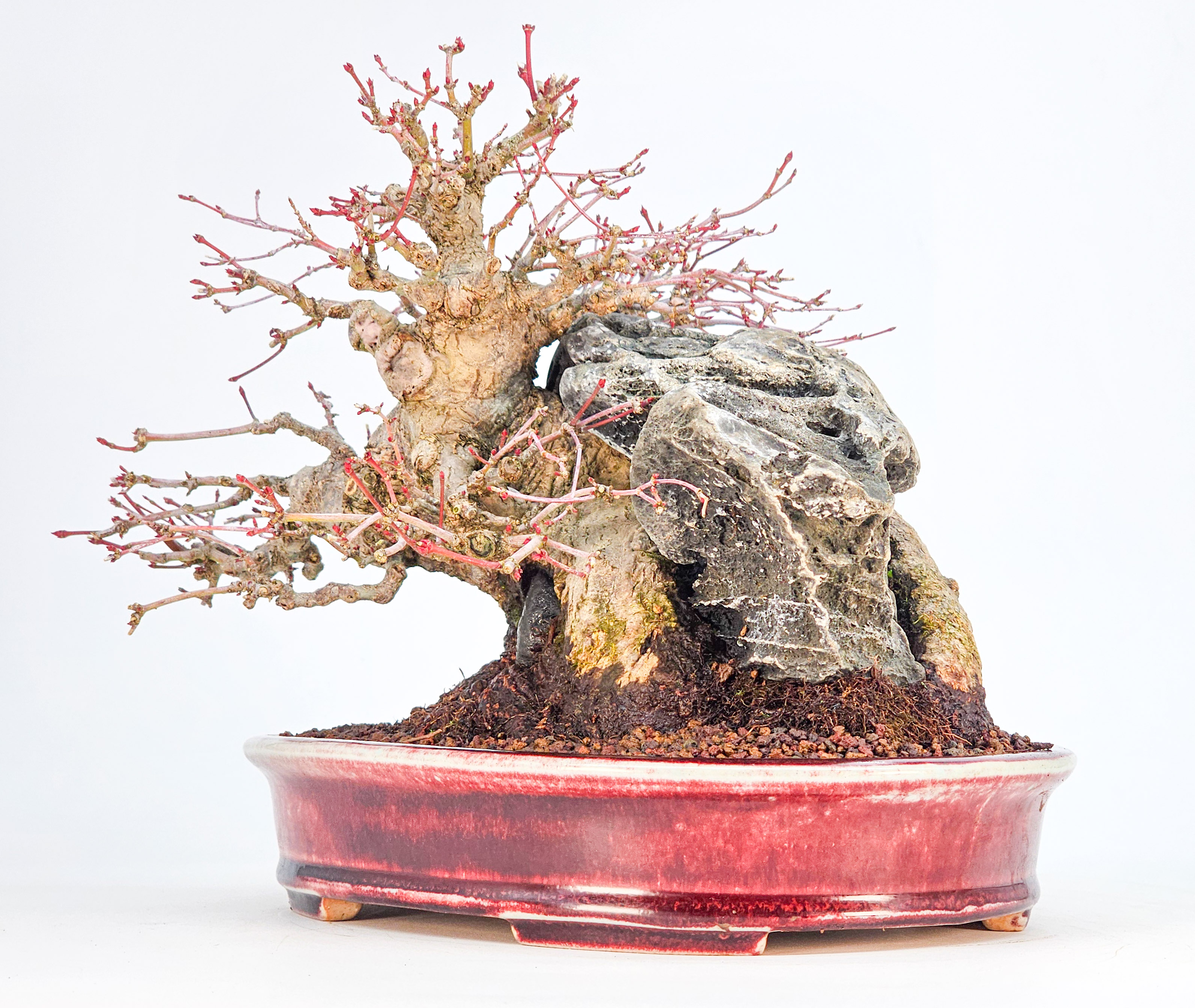 Bonsai Premium Fächerahorn - Acer palmatum Ishizuki Shohin 21cm