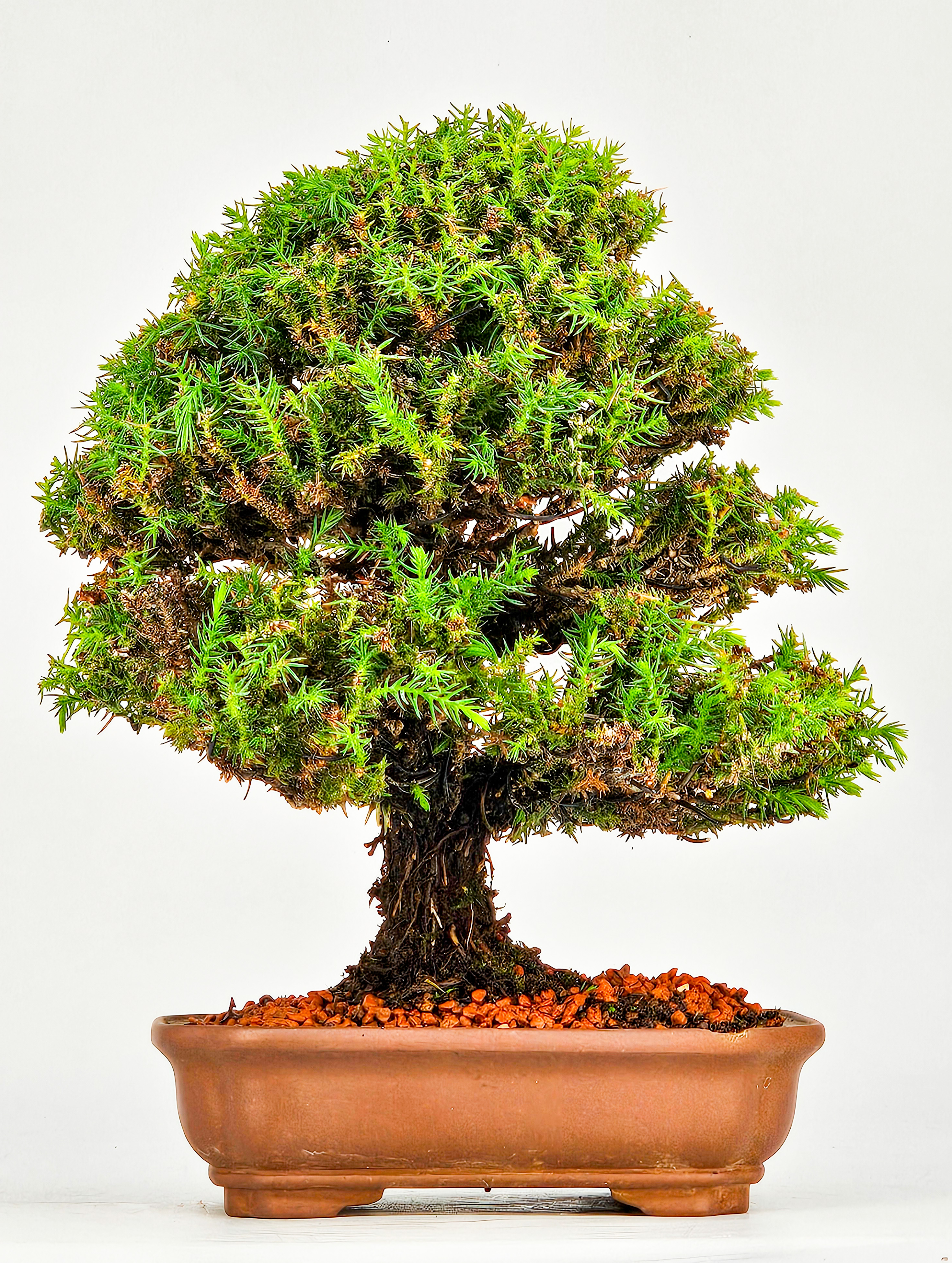 Bonsai Sicheltanne Cryptomeria Japonica Shohin 21cm