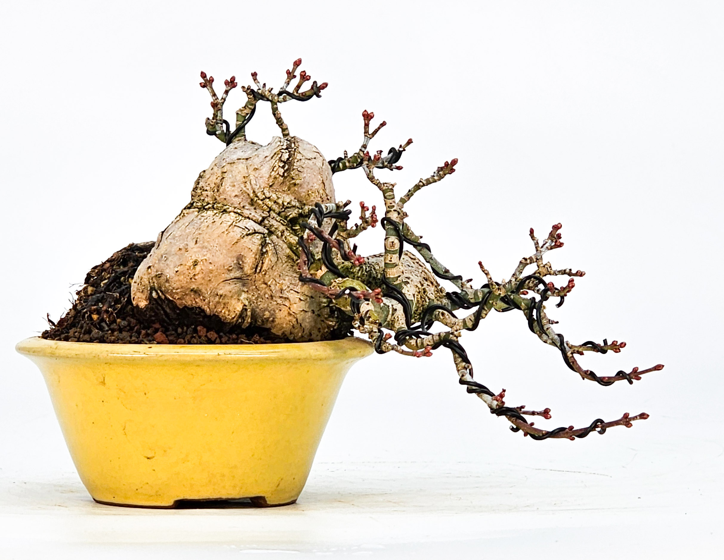 Bonsai Löwenkopfahorn- Acer palmatum Shishigashira Shohin 9cm