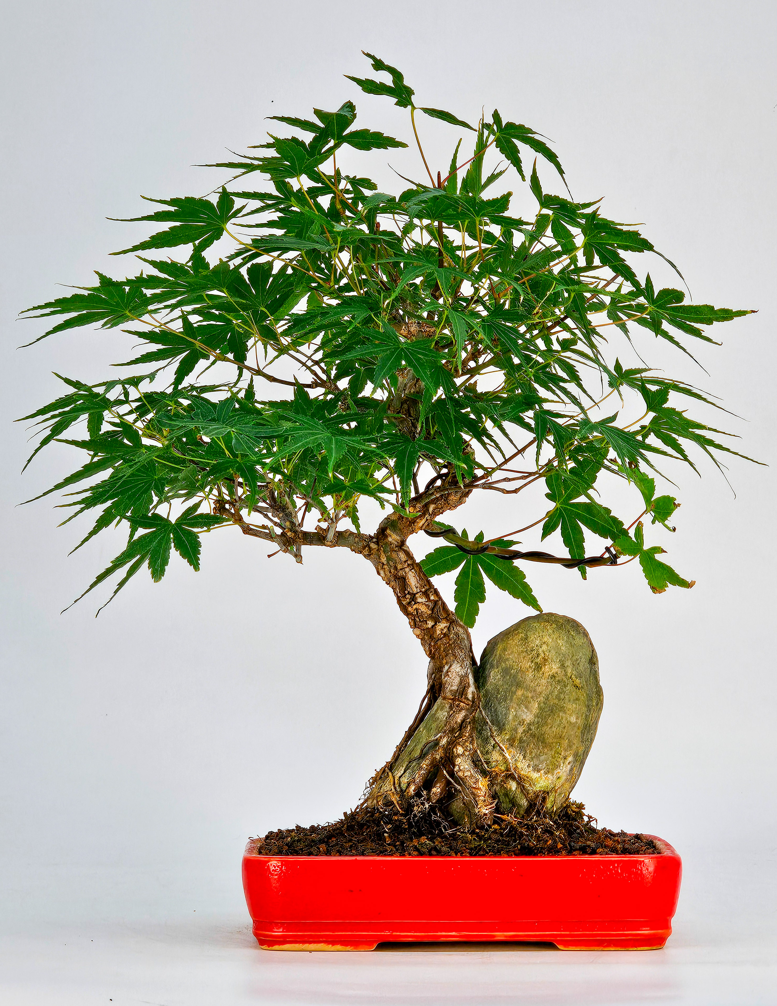 Bonsai Fächerahorn - Acer palmatum Arakawa 25cm  