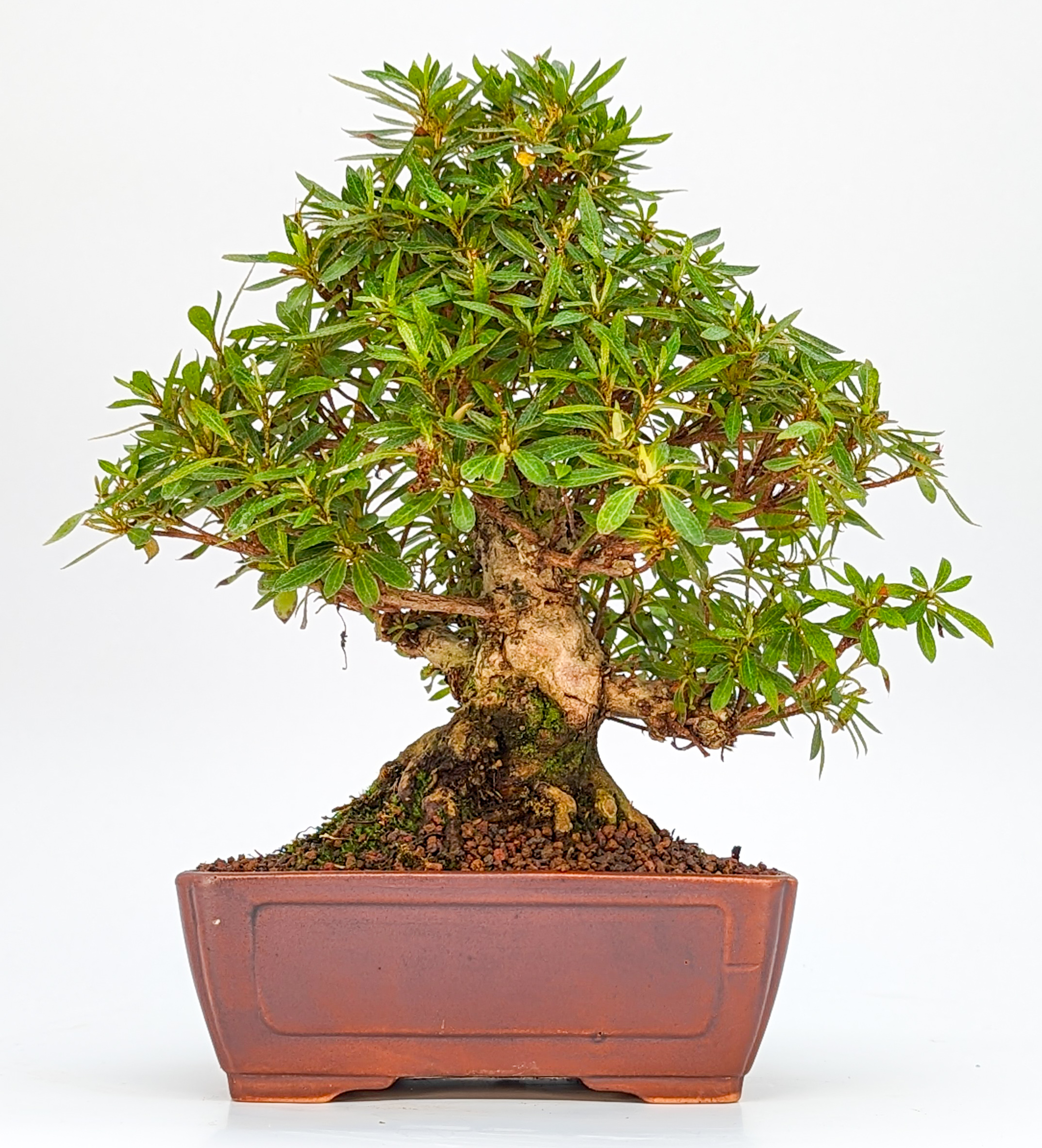 Bonsai Azalee Rhododendron indicum - Hakurini - Shohin 21cm