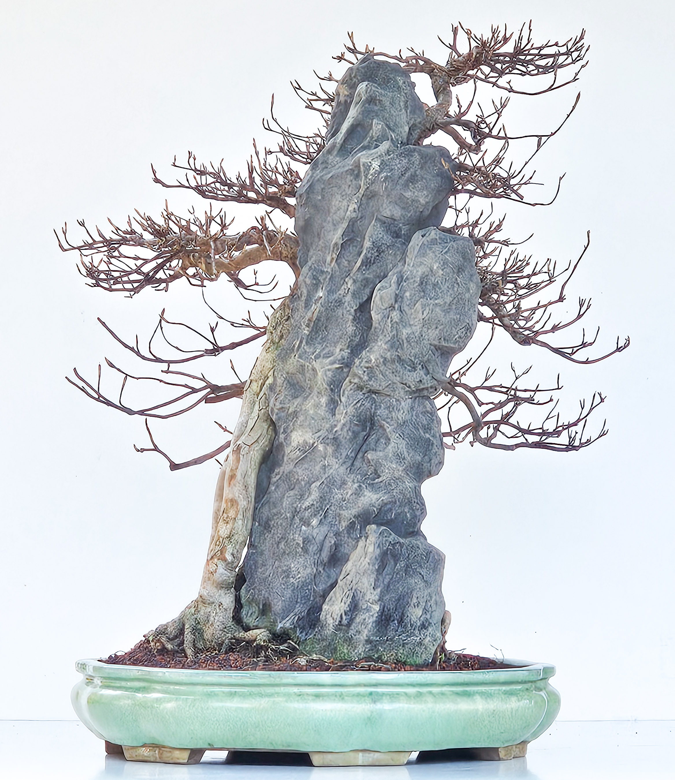 Bonsai Dreispitzahorn - Acer buergerianum Ishizuki 56cm - Video!! Bonsai Dreispitzahorn - Acer buergerianum Ishizuki 56cm - Video!!
