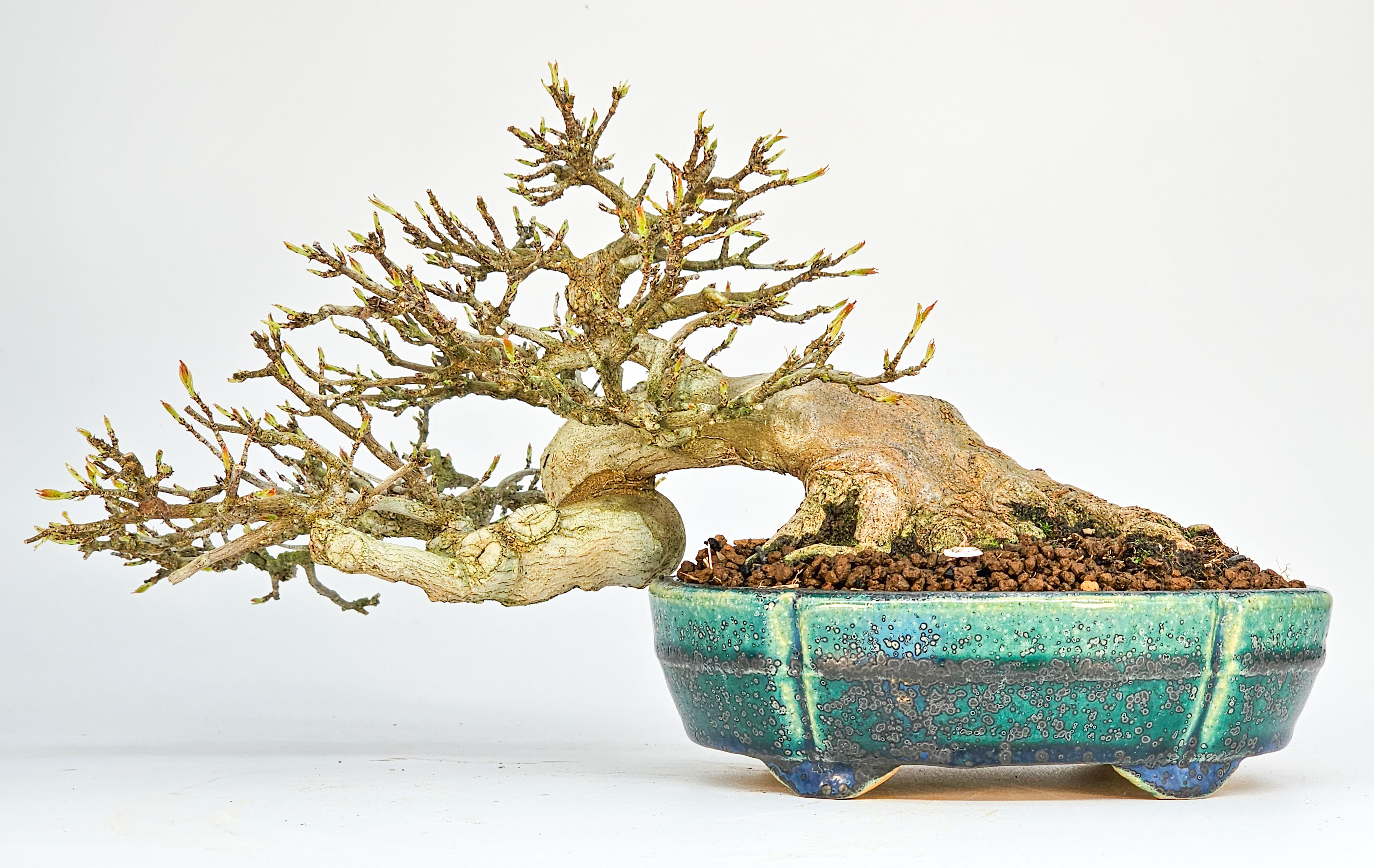 Bonsai Dreispitzahorn - Acer buergerianum 14cm Video!!