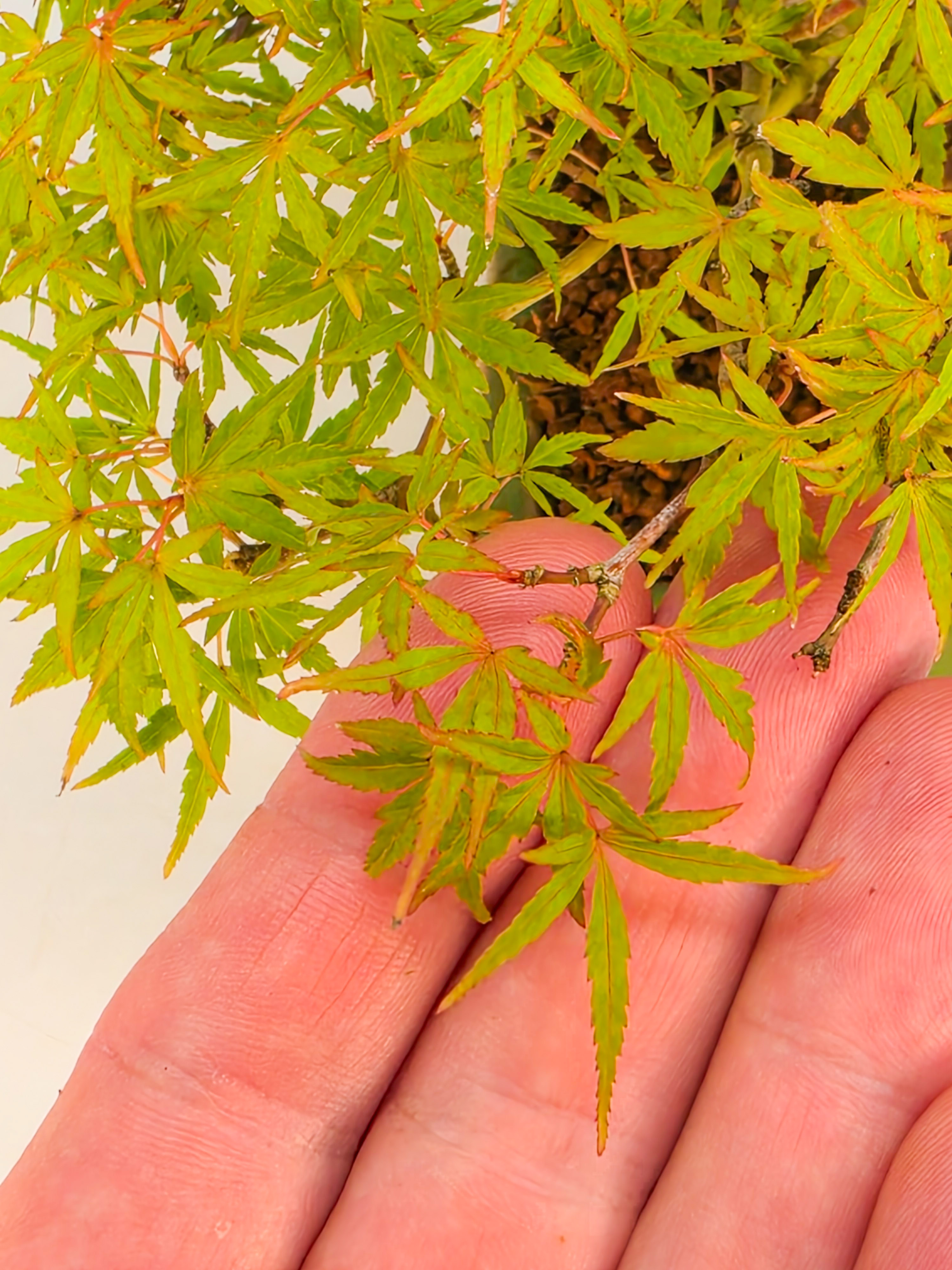 Bonsai Fächerahorn Zwergahorn – Acer palmatum Yukihime Shohin 20cm Video!!