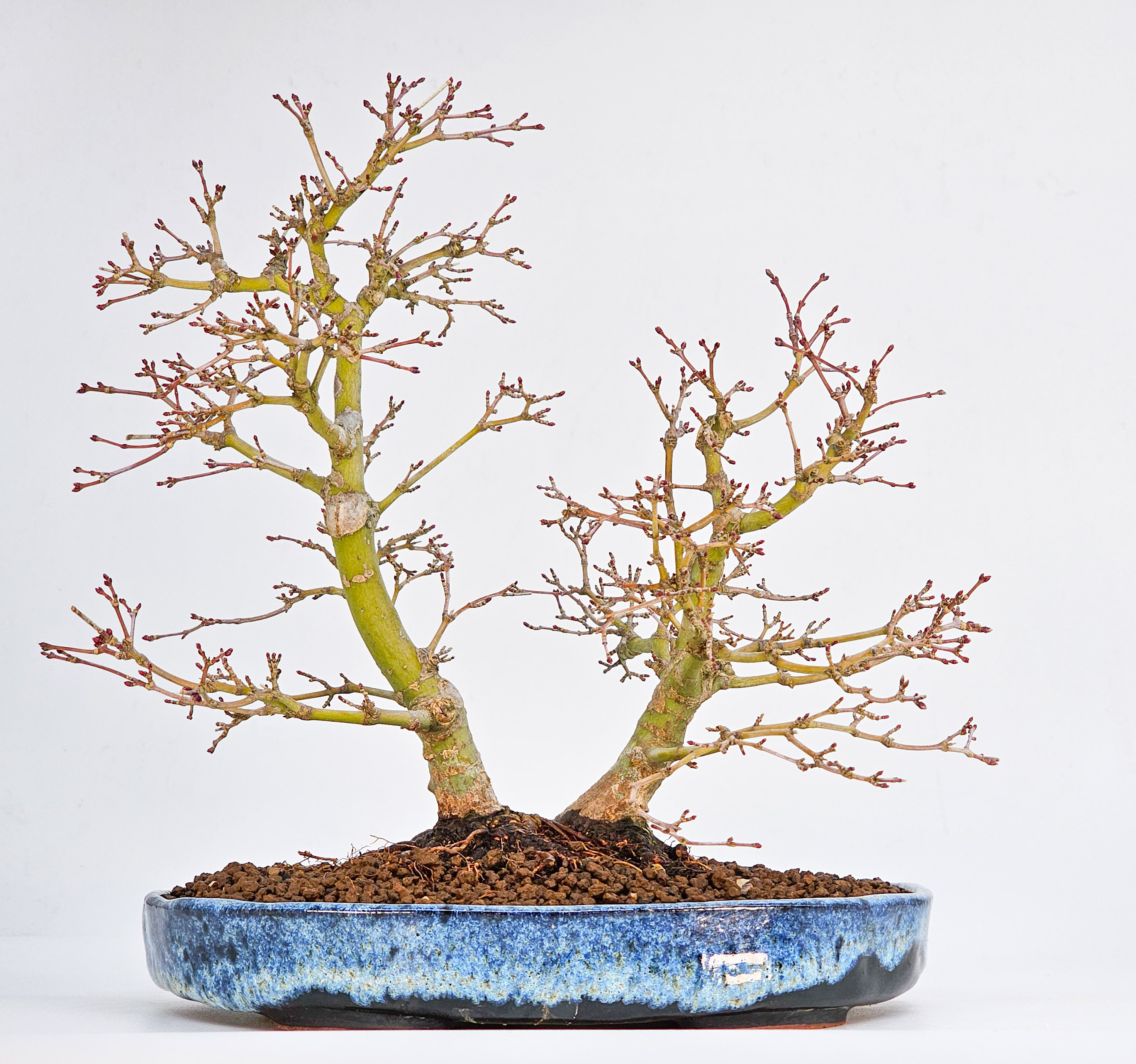 Bonsai Fächerahorn - Acer palmatum Jukihime 21cm