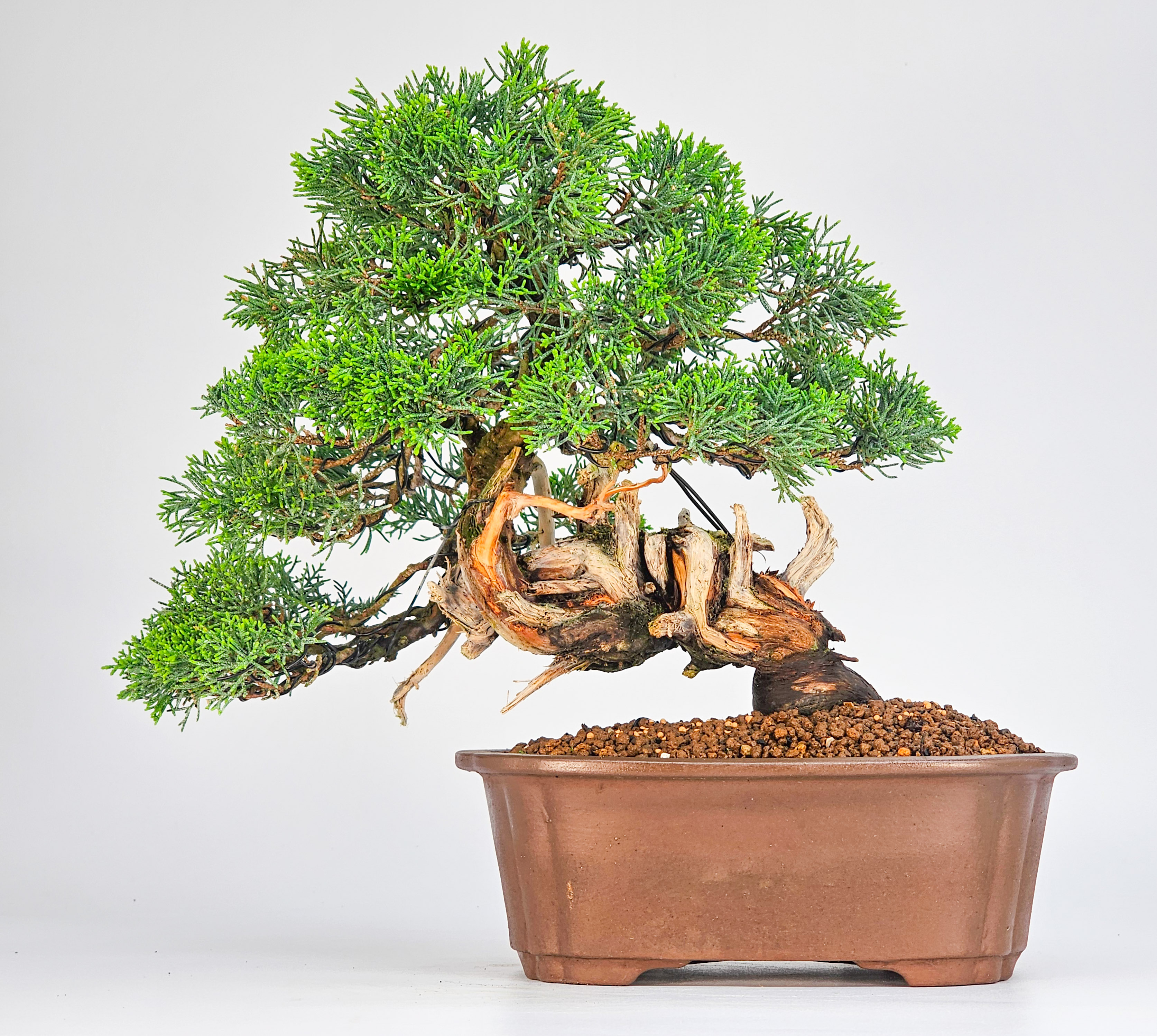 Bonsai Wacholder - Juniperus chinensis 22cm