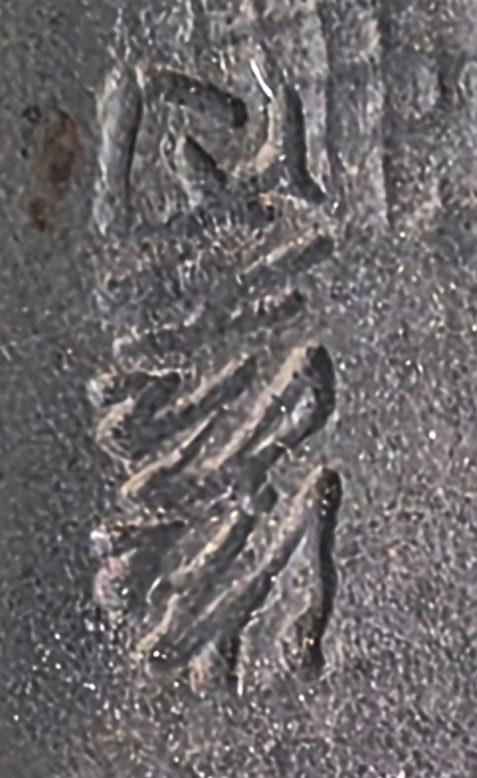 Bonsaischale Japan 6,0x4,2cm