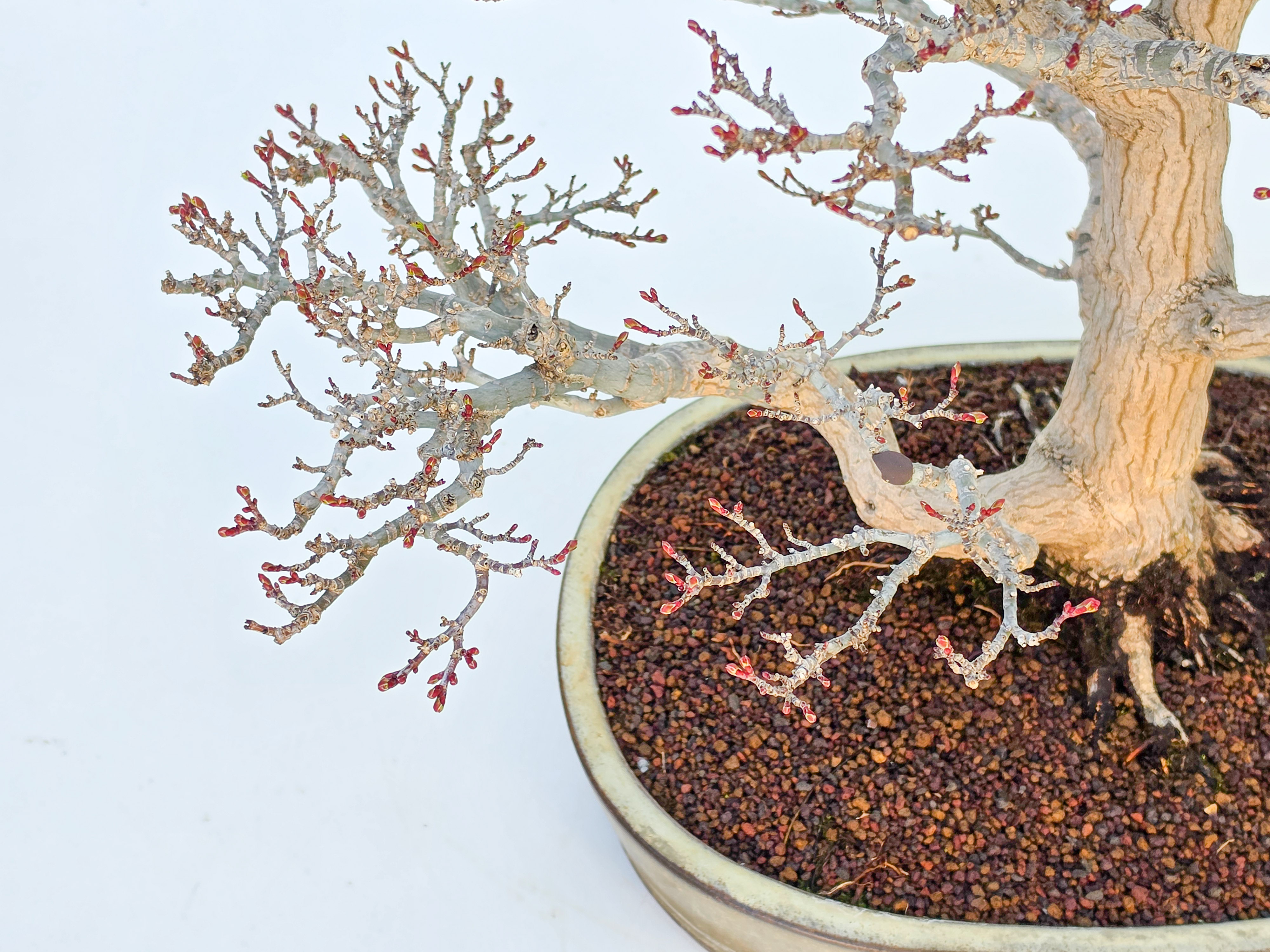 Bonsai Premium Löwenkopfahorn- Acer palmatum Shishigashira 47cm Video!!