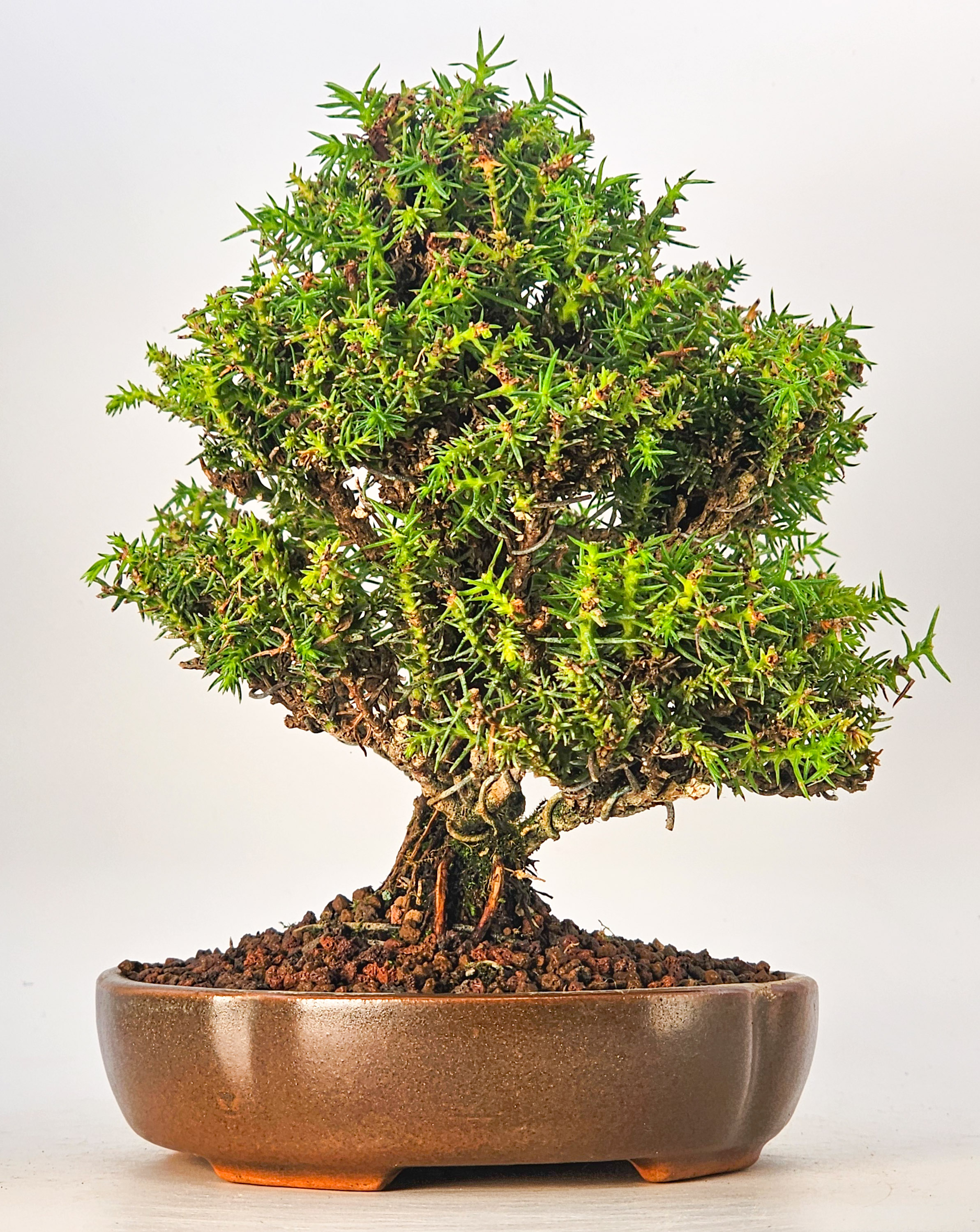 Bonsai Sicheltanne Cryptomeria Japonica Shohin 12cm