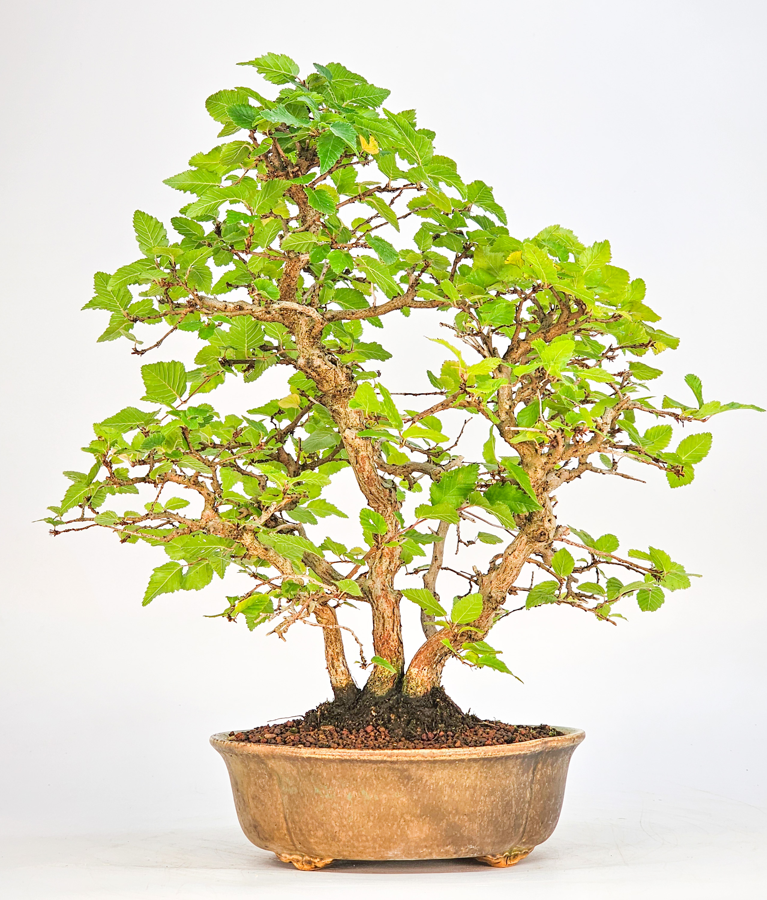 Bonsai Koreanische Hainbuche Carpinus coreana 26cm