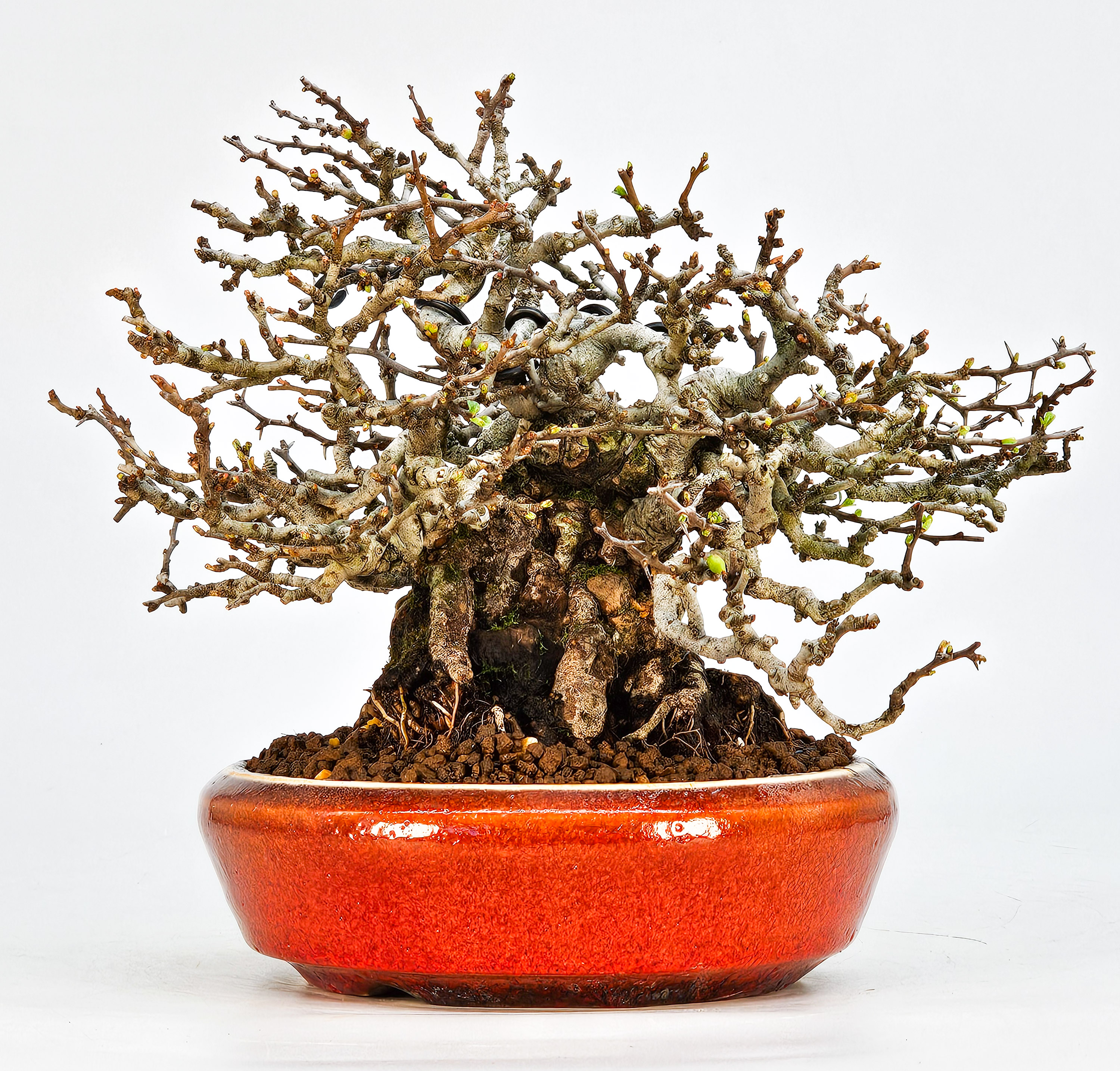 Bonsai Zierquitte - Chaenomeles - Chojubai Shohin 16cm 