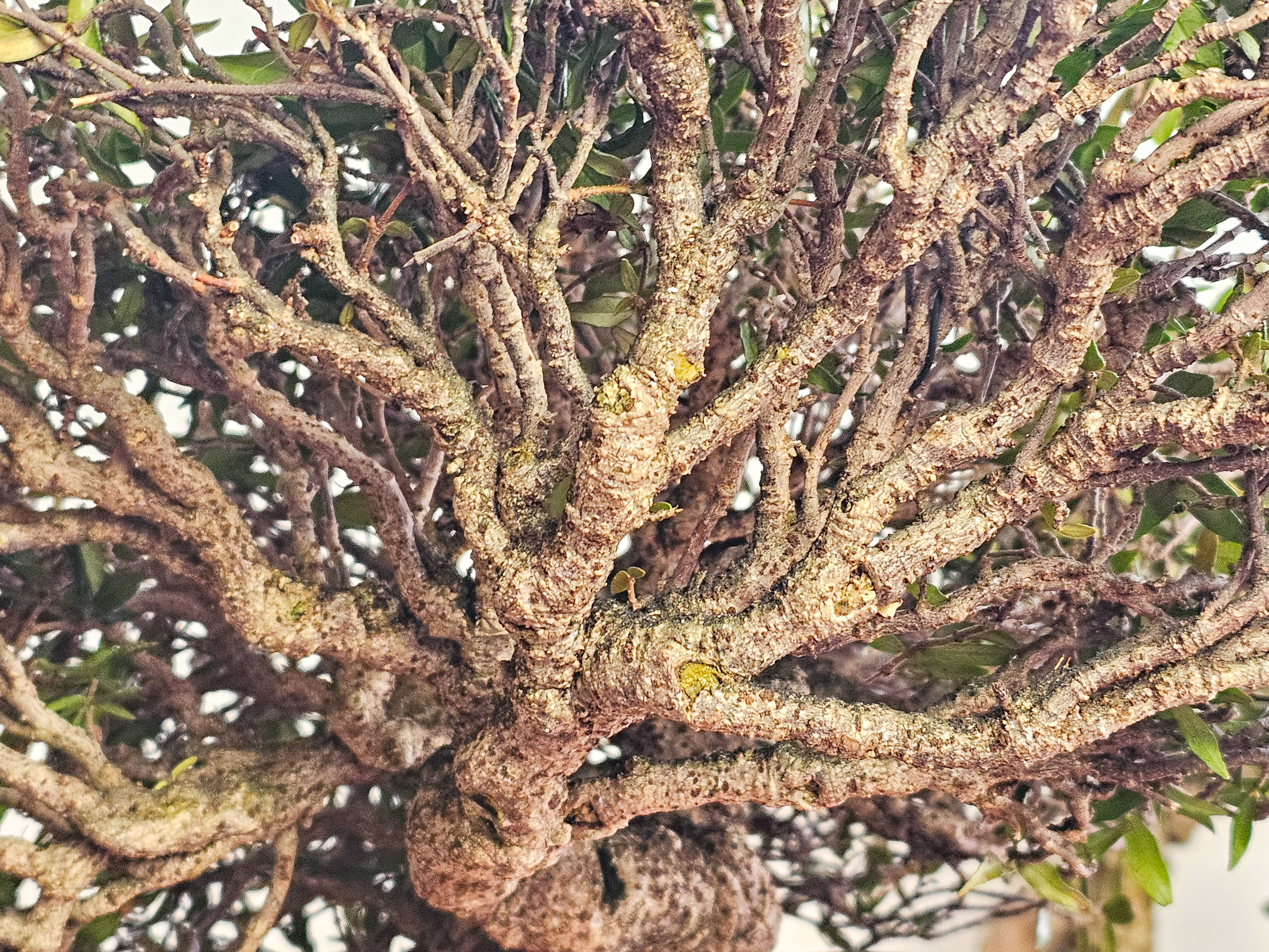 Bonsai Premium Sternjasmin - Trachelospermum asiaticum 25cm