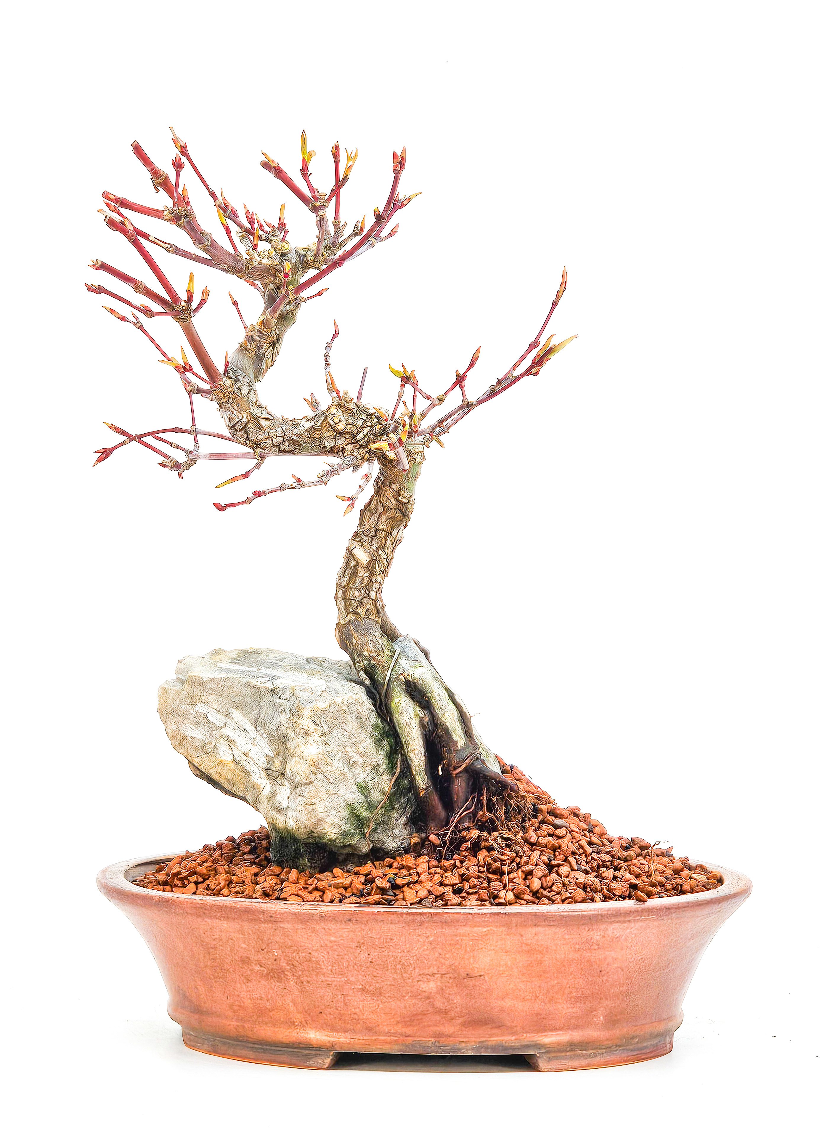 Bonsai Fächerahorn - Acer palmatum Arakawa 21cm  