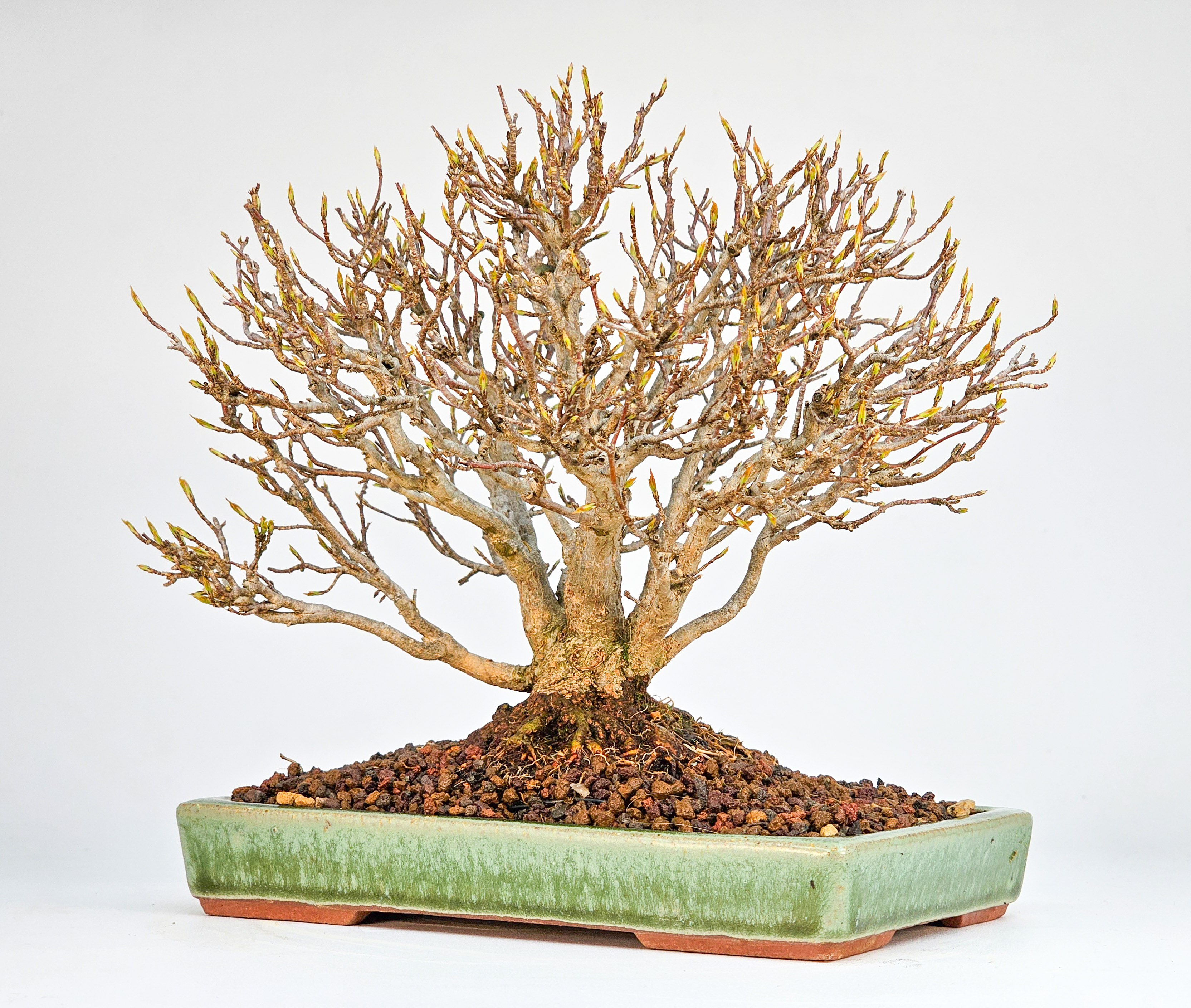 Bonsai Premium Dreispitzahorn - Acer buergerianum Shohin 15cm Video!!
