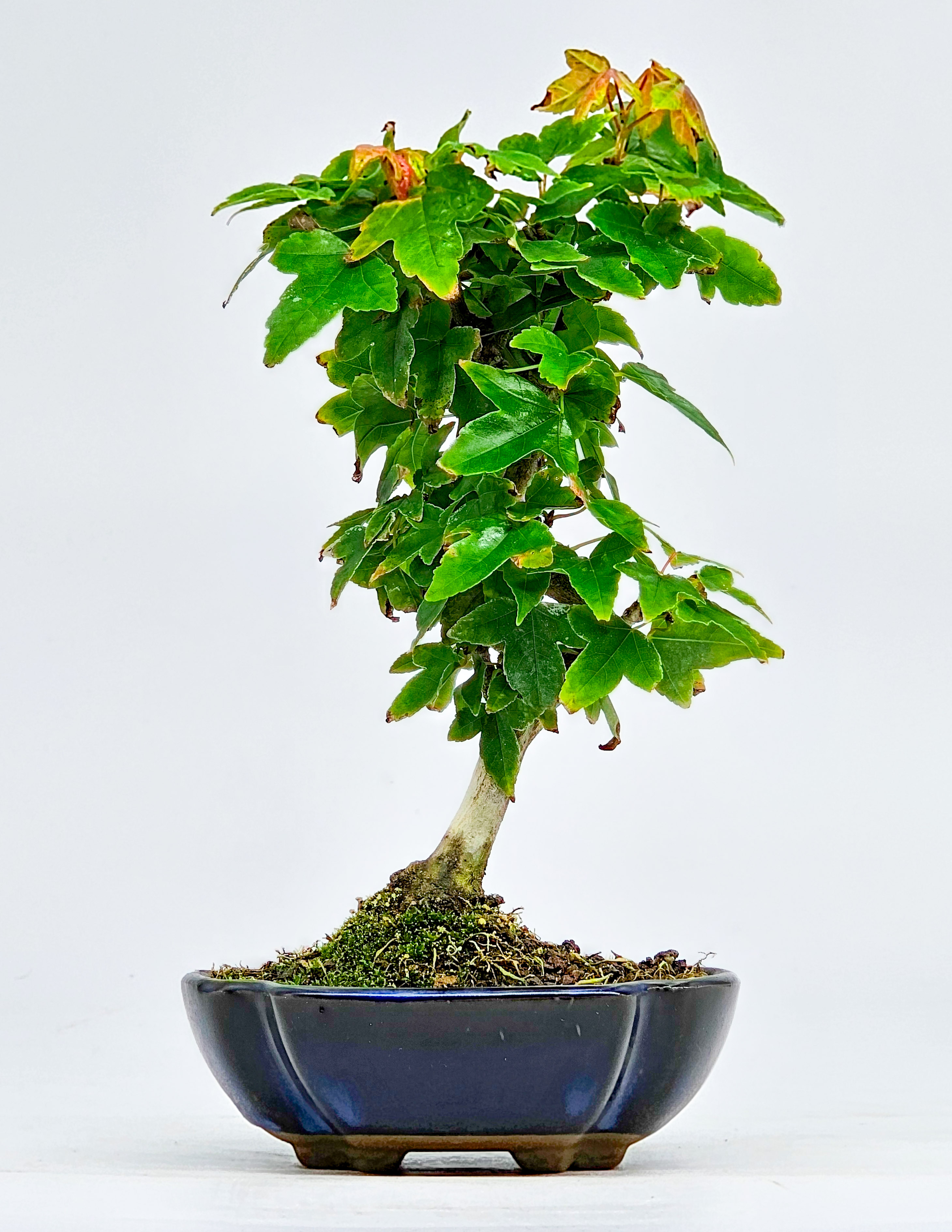 Bonsai Dreispitzahorn - Acer buergerianum Shohin 15cm 