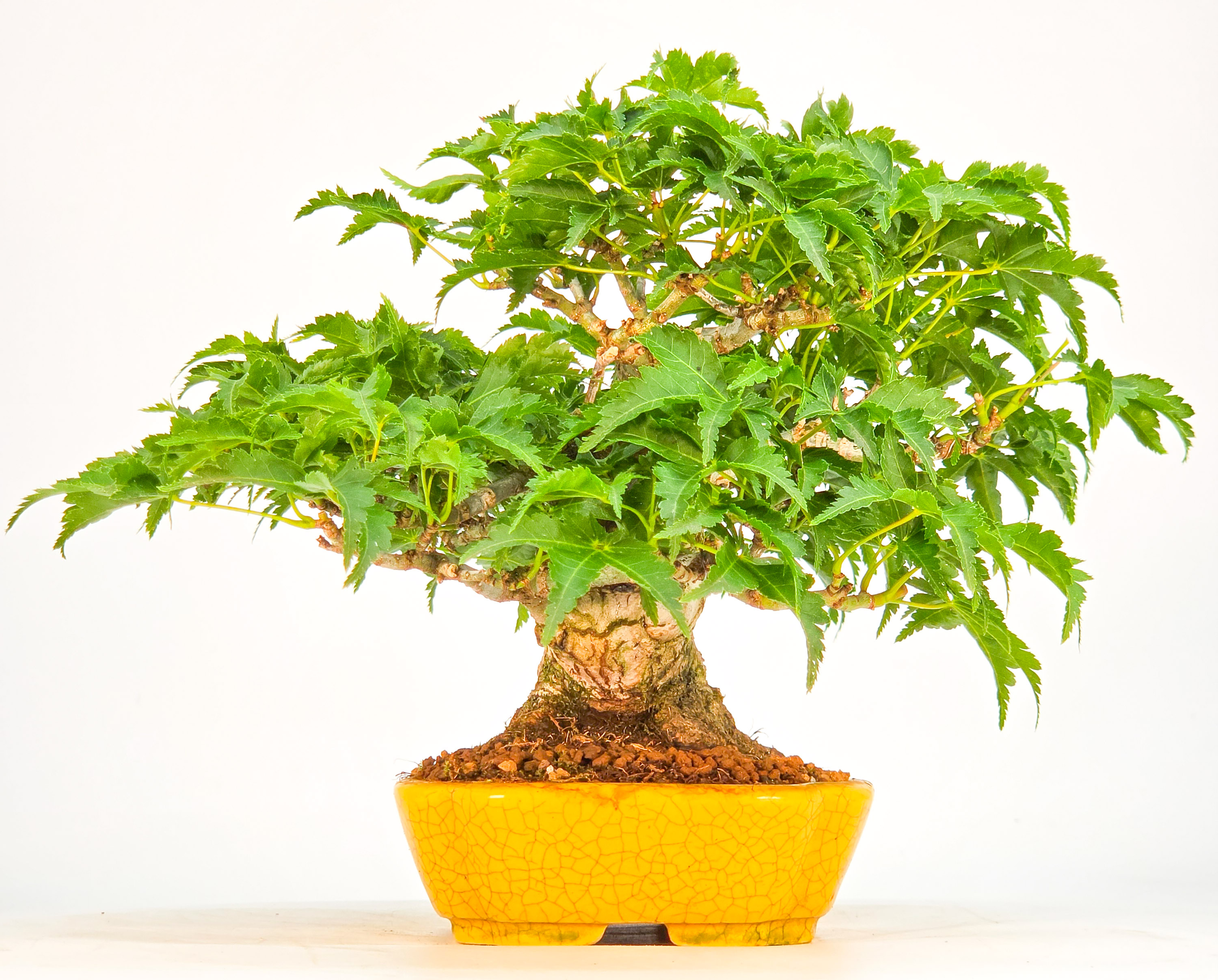 Bonsai Löwenkopfahorn- Acer palmatum Shishigashira Shohin 12cm