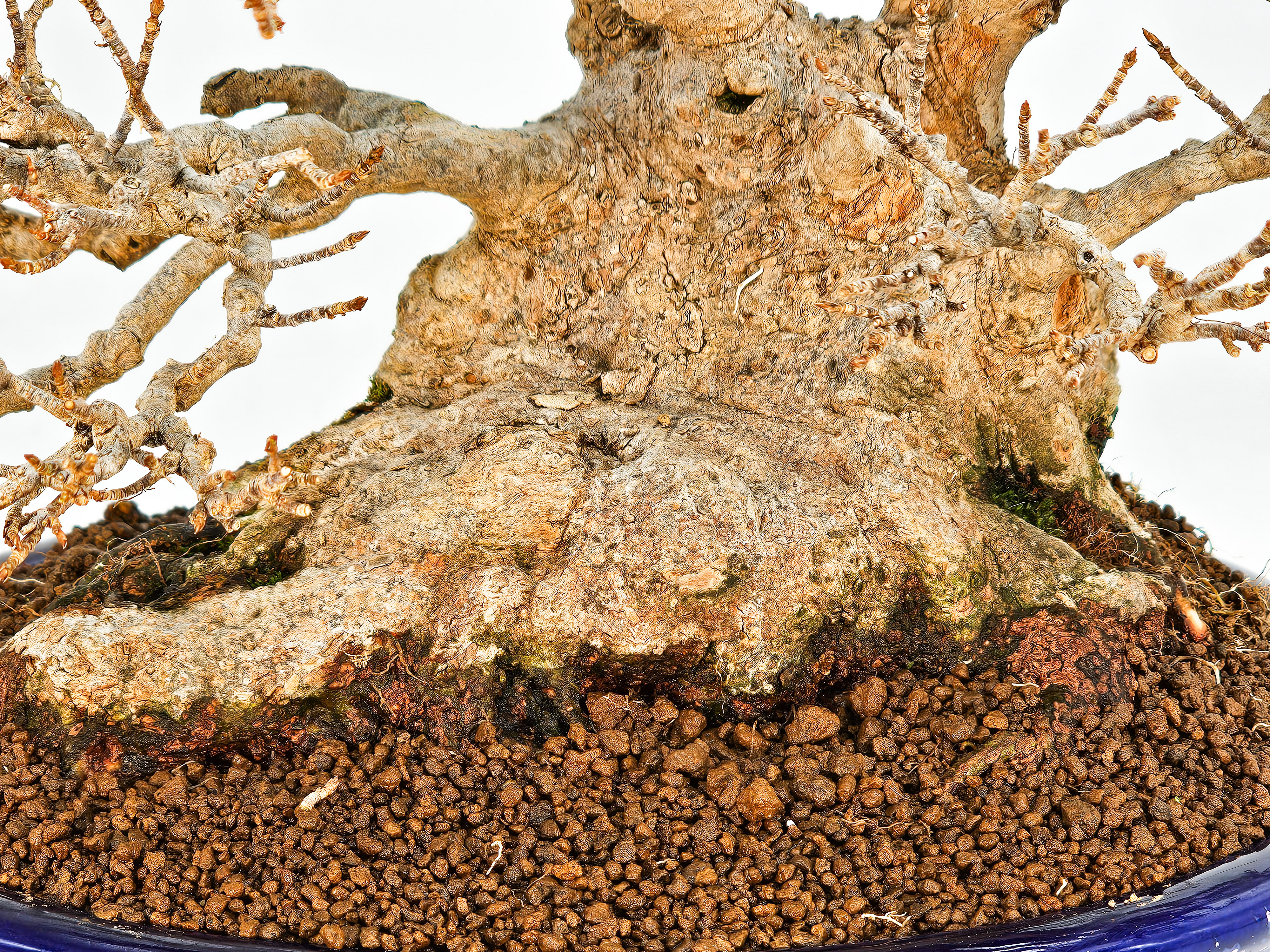 Bonsai Dreispitzahorn - Acer buergerianum 20cm Video!! Bonsai Dreispitzahorn - Acer buergerianum 20cm Video!!