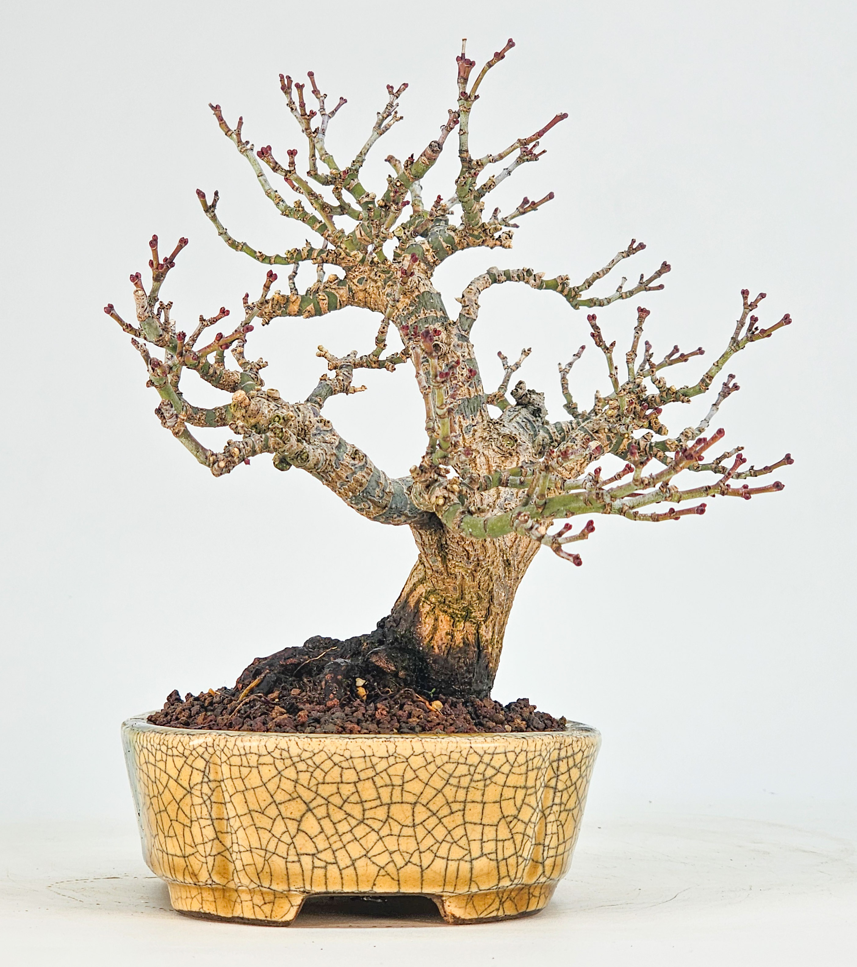 Bonsai Premium Löwenkopfahorn- Acer palmatum Shishigashira Shohin 16cm Video!!