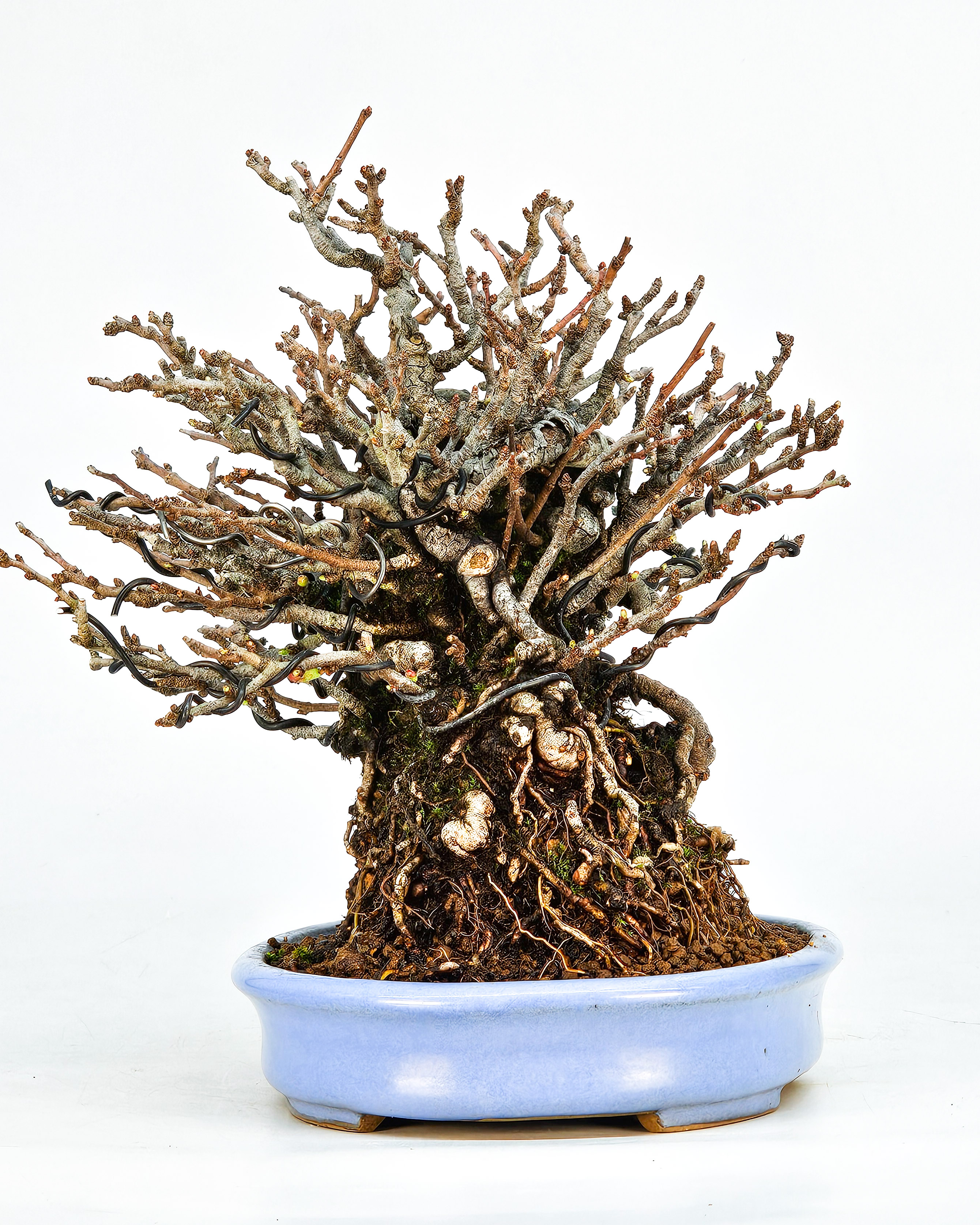 Bonsai Zierquitte - Chaenomeles - Chojubai Shohin 16cm