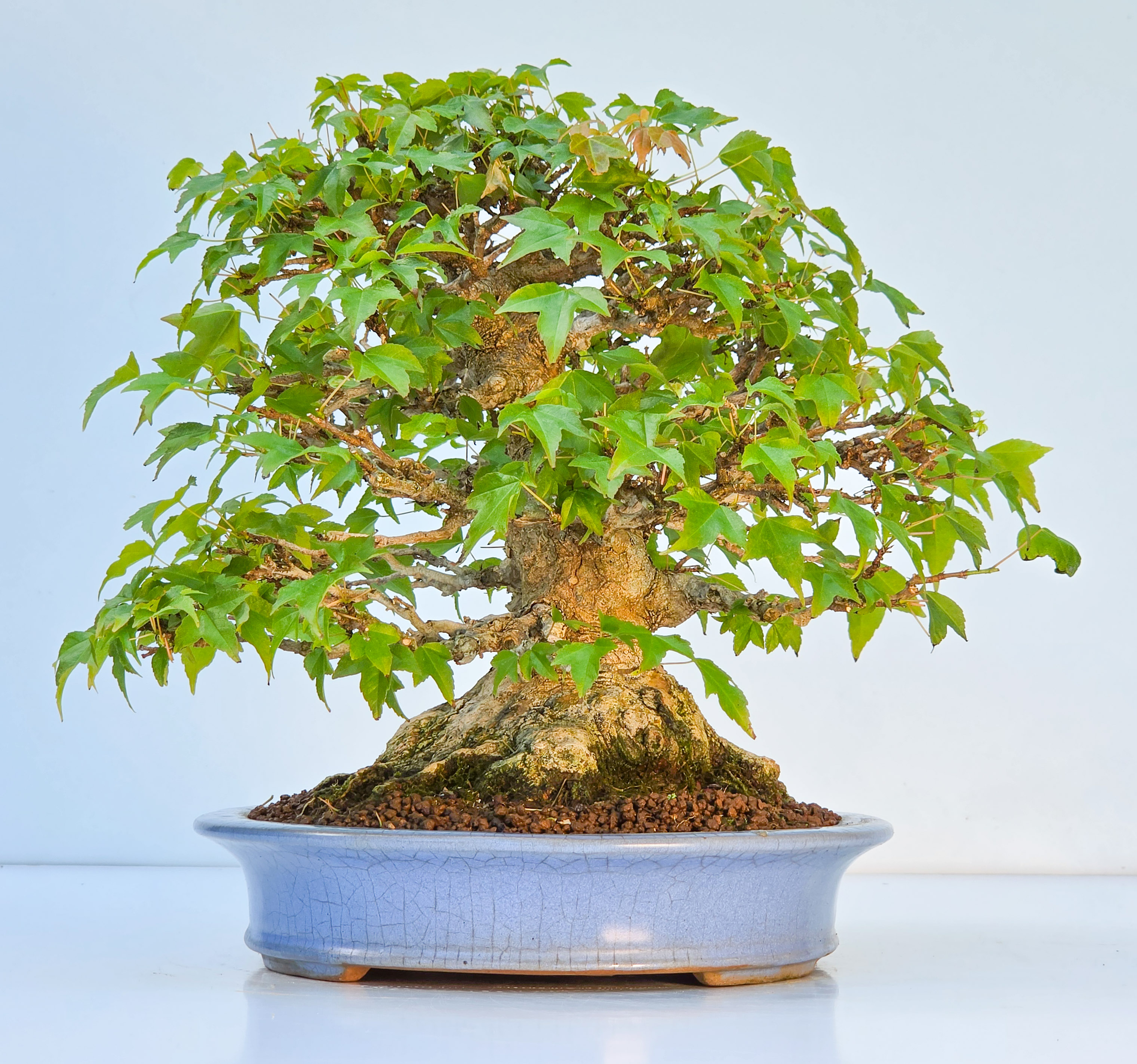 Bonsai Premium Dreispitzahorn - Acer buergerianum Shohin 25cm Video!!