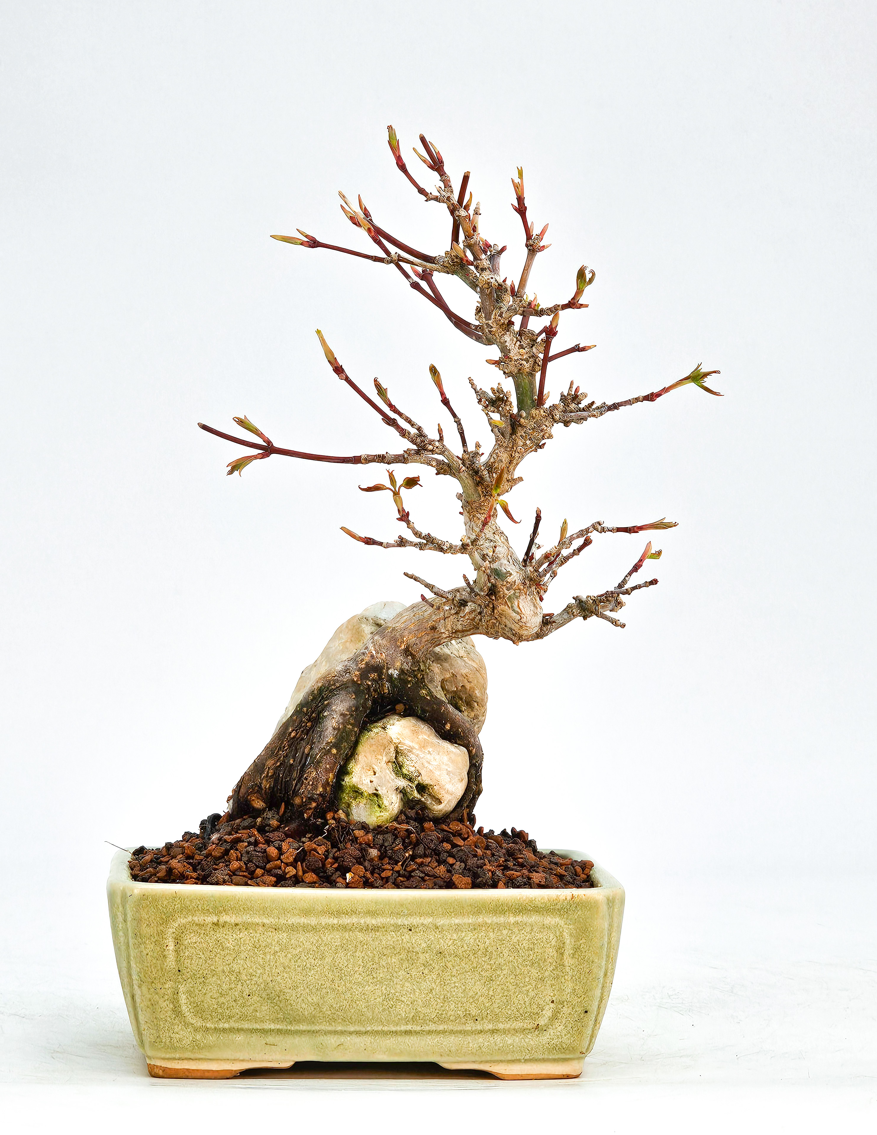 Bonsai Fächerahorn Acer Palmatum Shohin 17cm