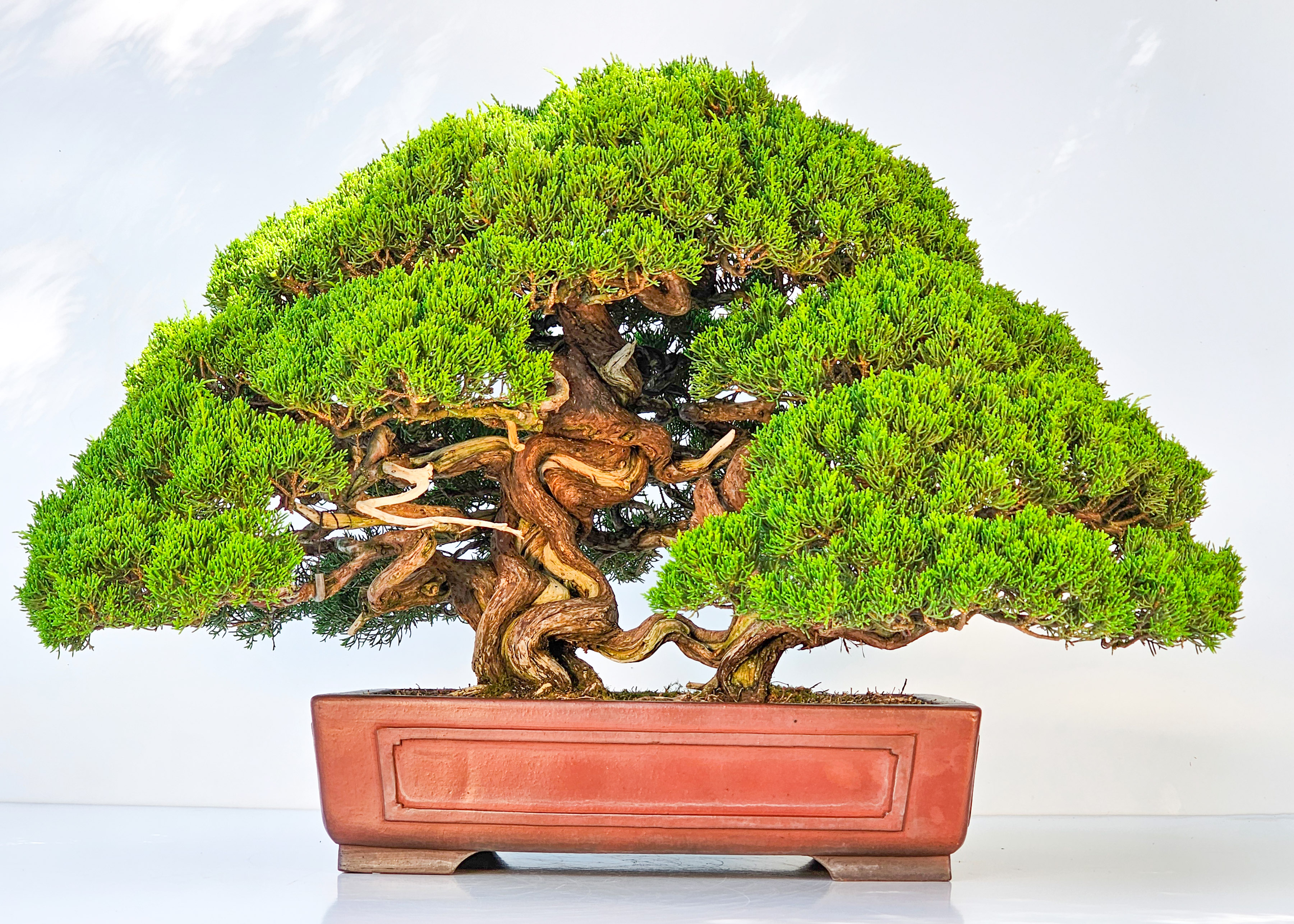 Bonsai Wacholder Juniperus chinensis shimpaku 39 cm