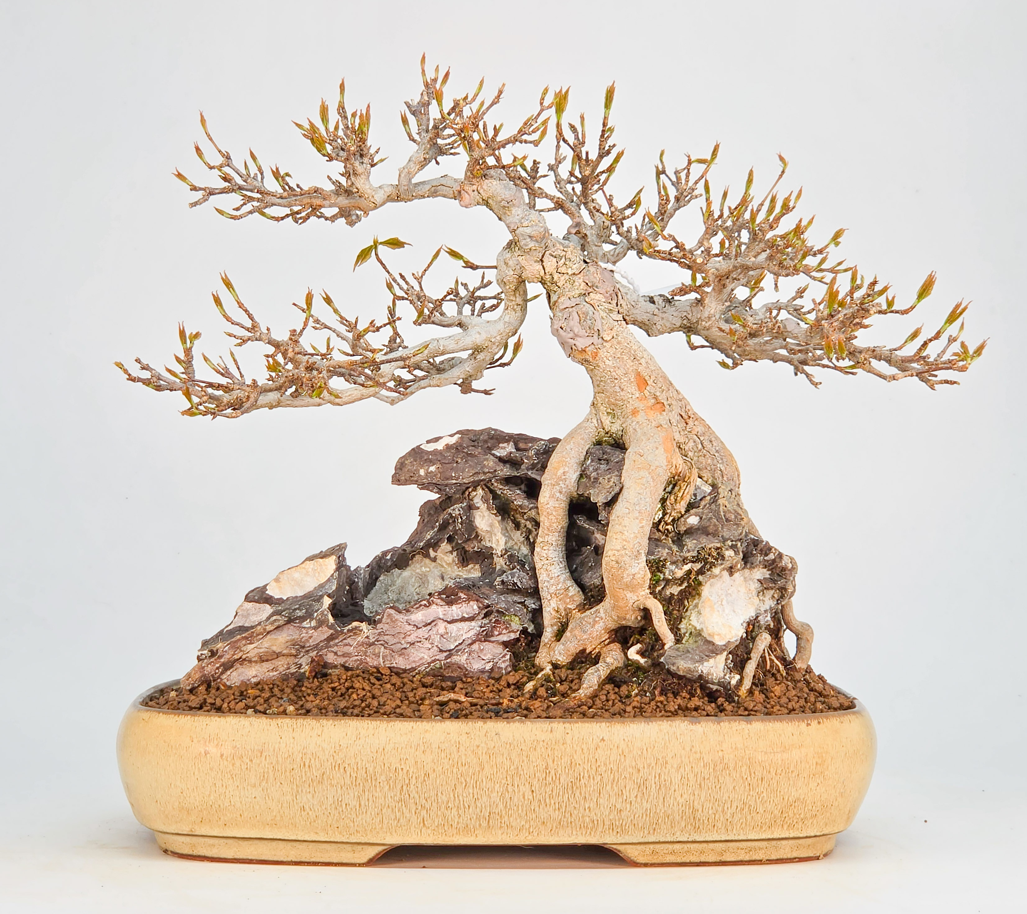 Bonsai Dreispitzahorn  - Acer buergerianum Ishizuki 25cm