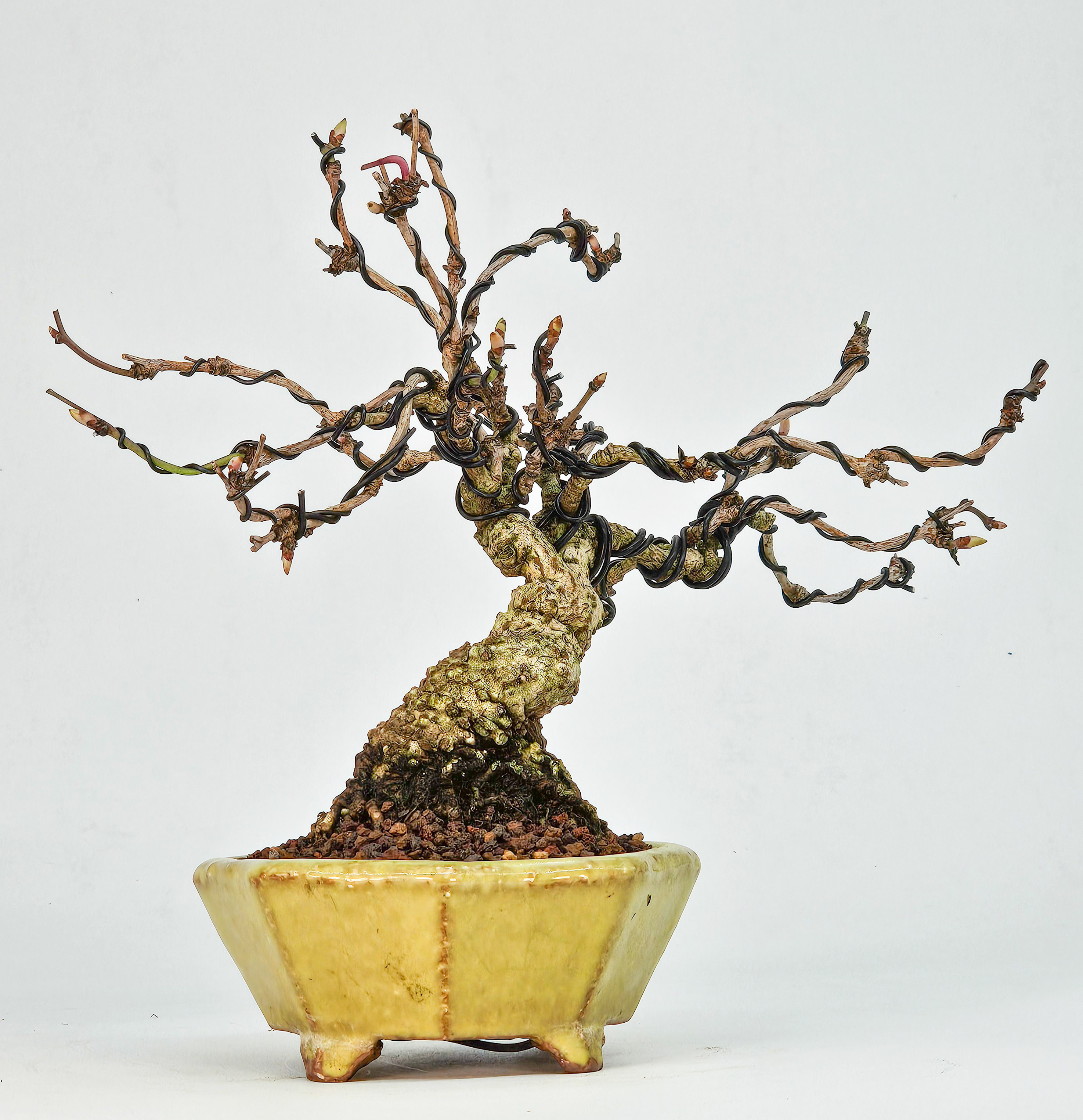 Bonsai Akebia quinata Shohin 20cm