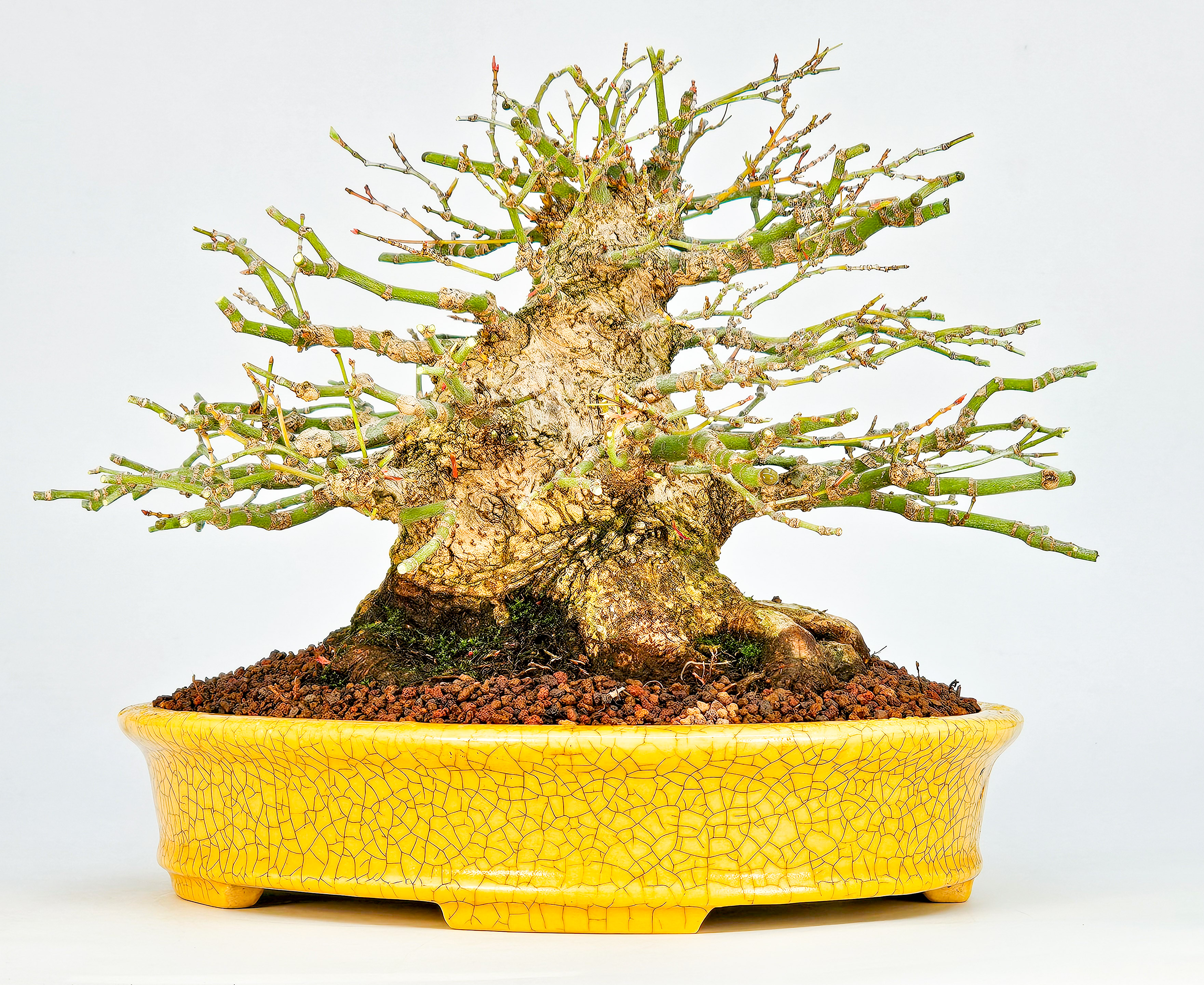 Bonsai Fächerahorn - Acer palmatum Shohin 21cm Video!! Bonsai Fächerahorn - Acer palmatum Shohin 21cm Video!!