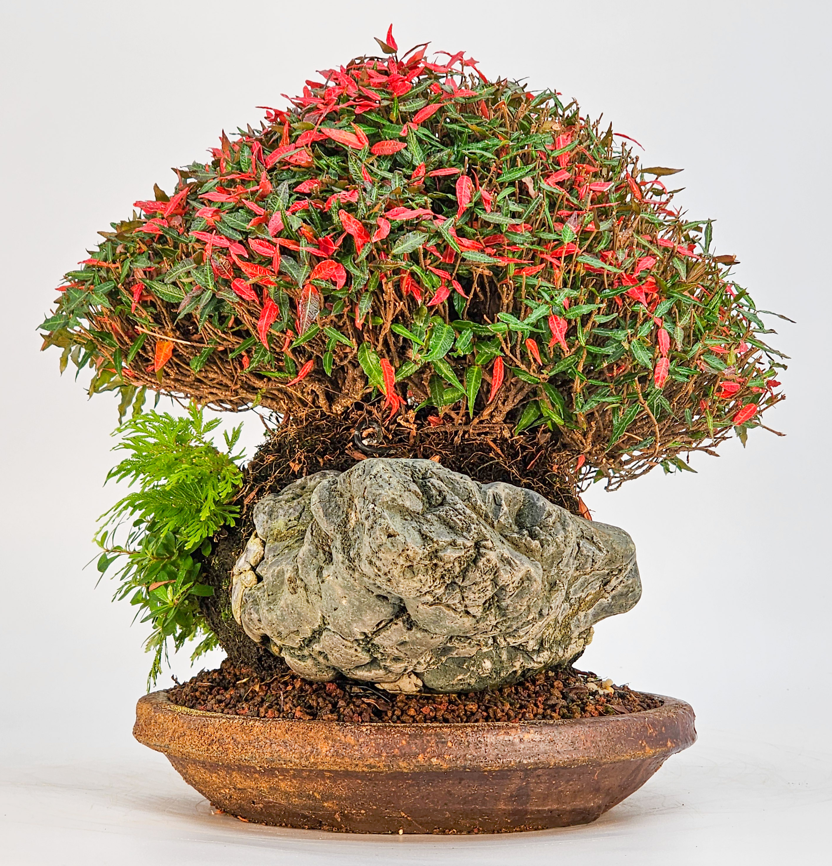 Bonsai Sternjasmin - Trachelospermum asiaticum Ishizuki 20cm