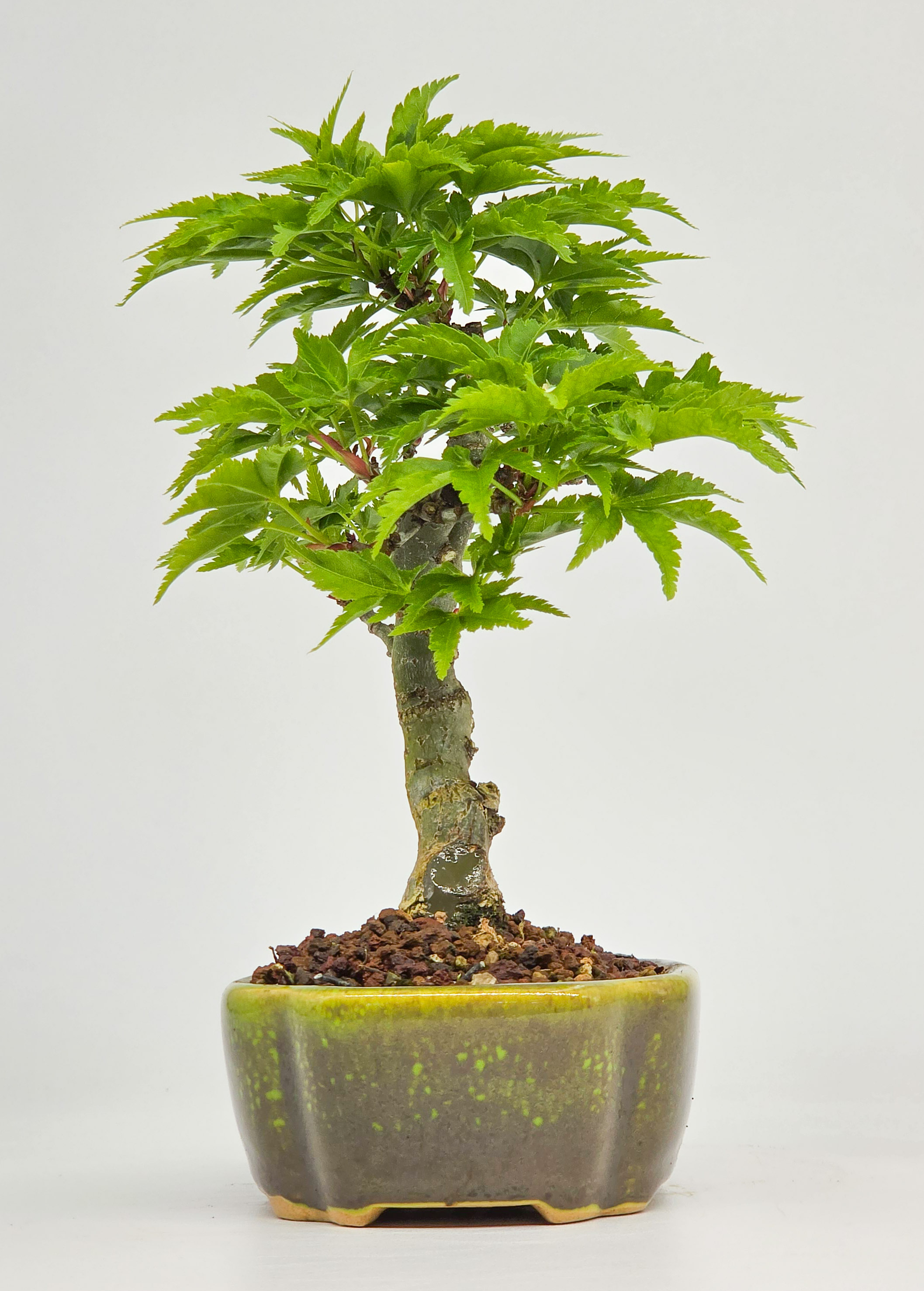 Bonsai Löwenkopfahorn- Acer palmatum Shishigashira Shohin 13cm