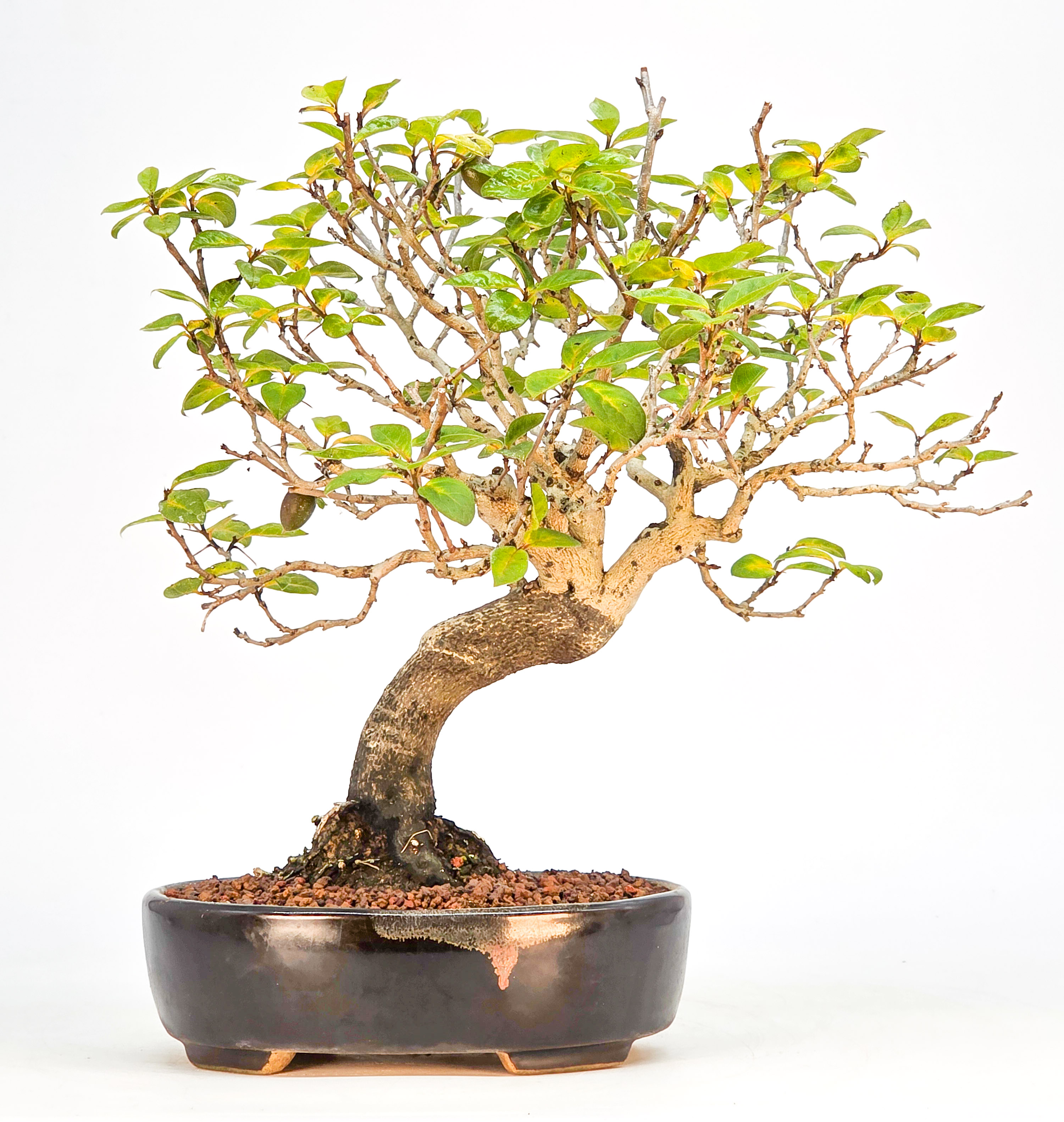Bonsai Kakipflaume - Diospyros kaki Shohin 21cm 