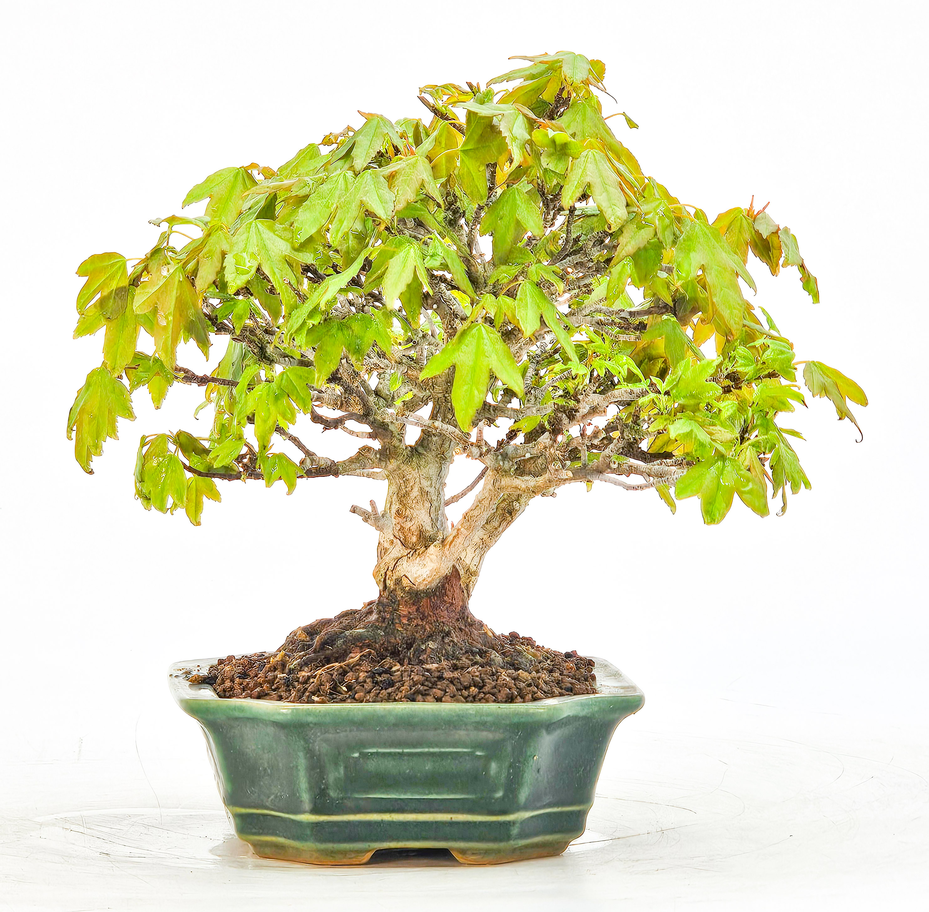 Bonsai Premium Dreispitzahorn - Acer buergerianum Shohin 14cm - Video  