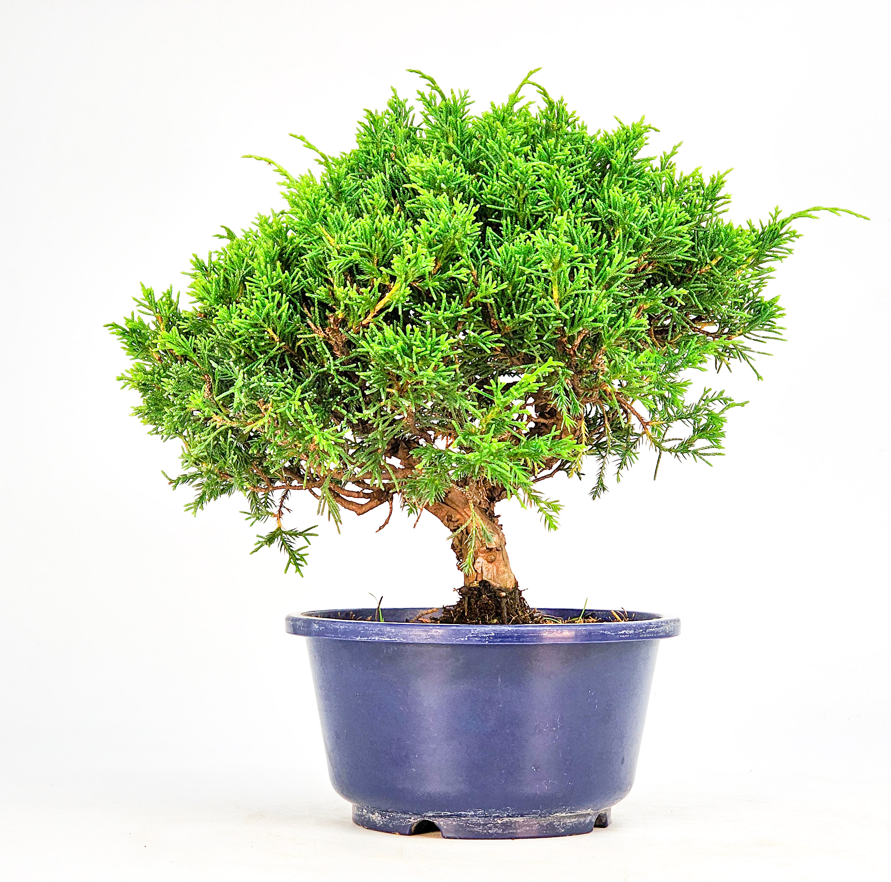 Bonsai Wacholder Juniperus chinensis shimpaku Shohin 19,5cm