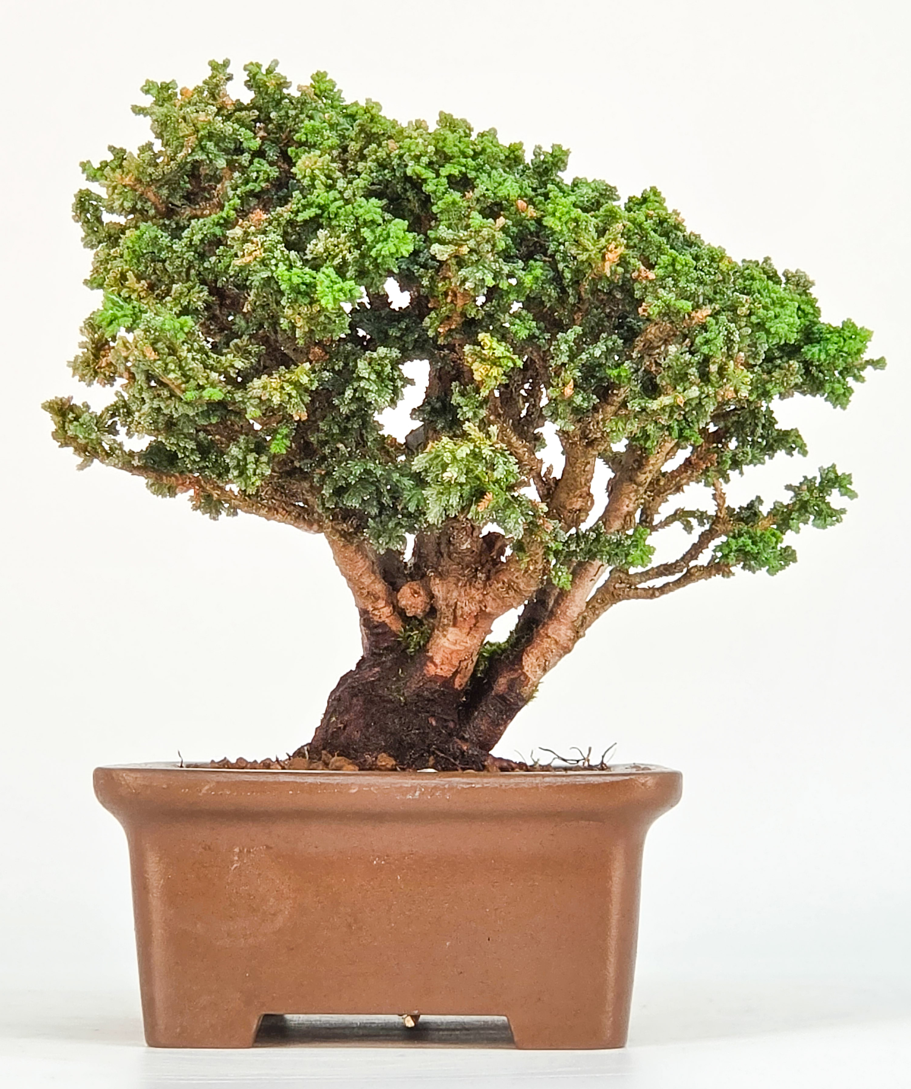 Bonsai Chamaecyparis obtusa Sekka hinoki Shohin 12,5cm Video!!