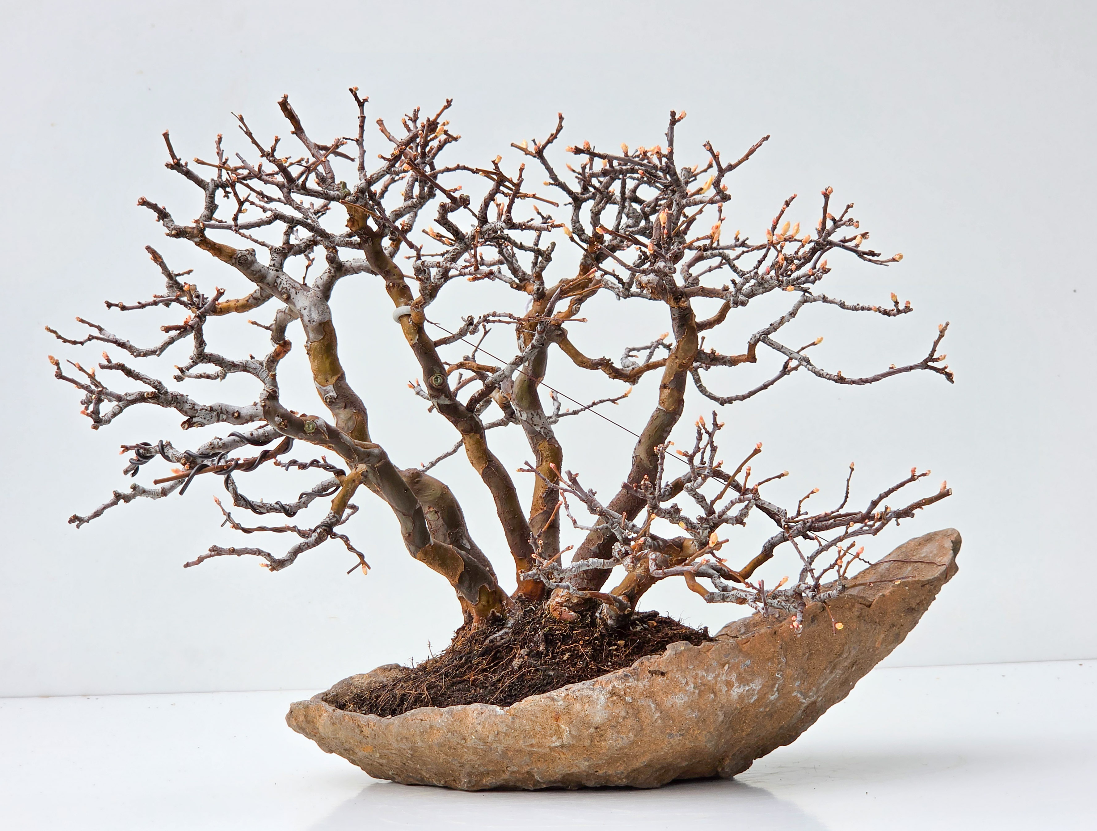 Bonsai Quitte - Pseudocydonia sinensis 29cm