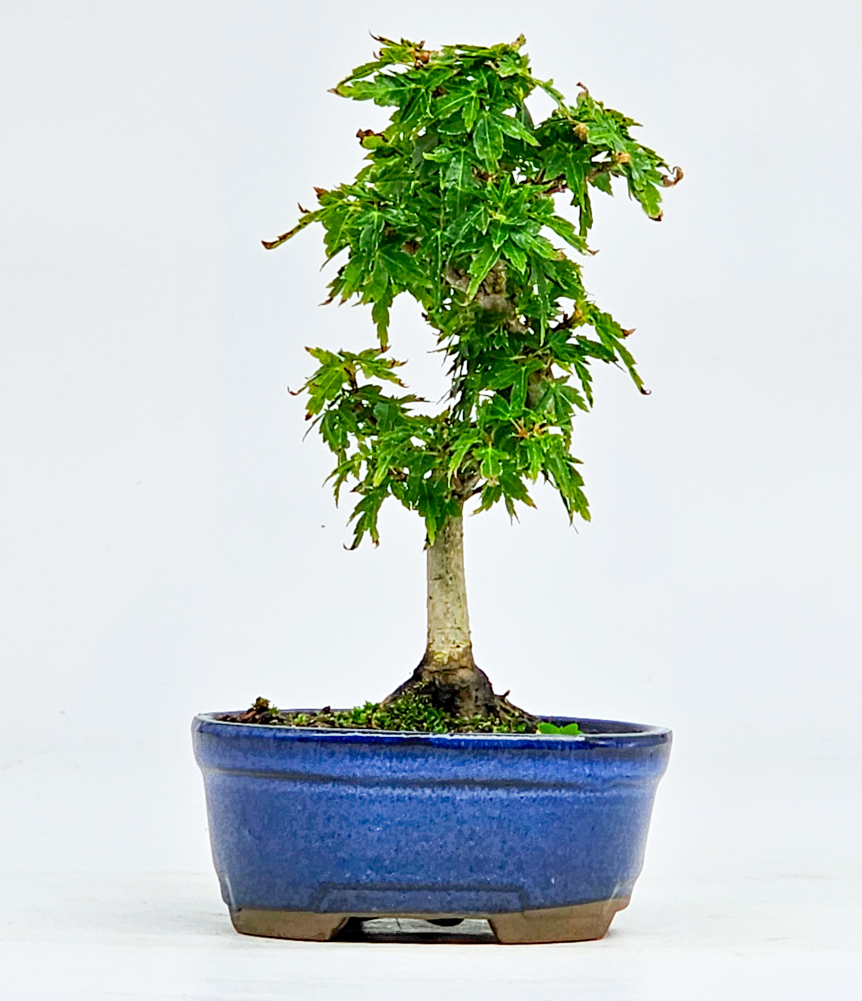 Bonsai Fächerahorn Acer Palmatum Kotohime 13cm 