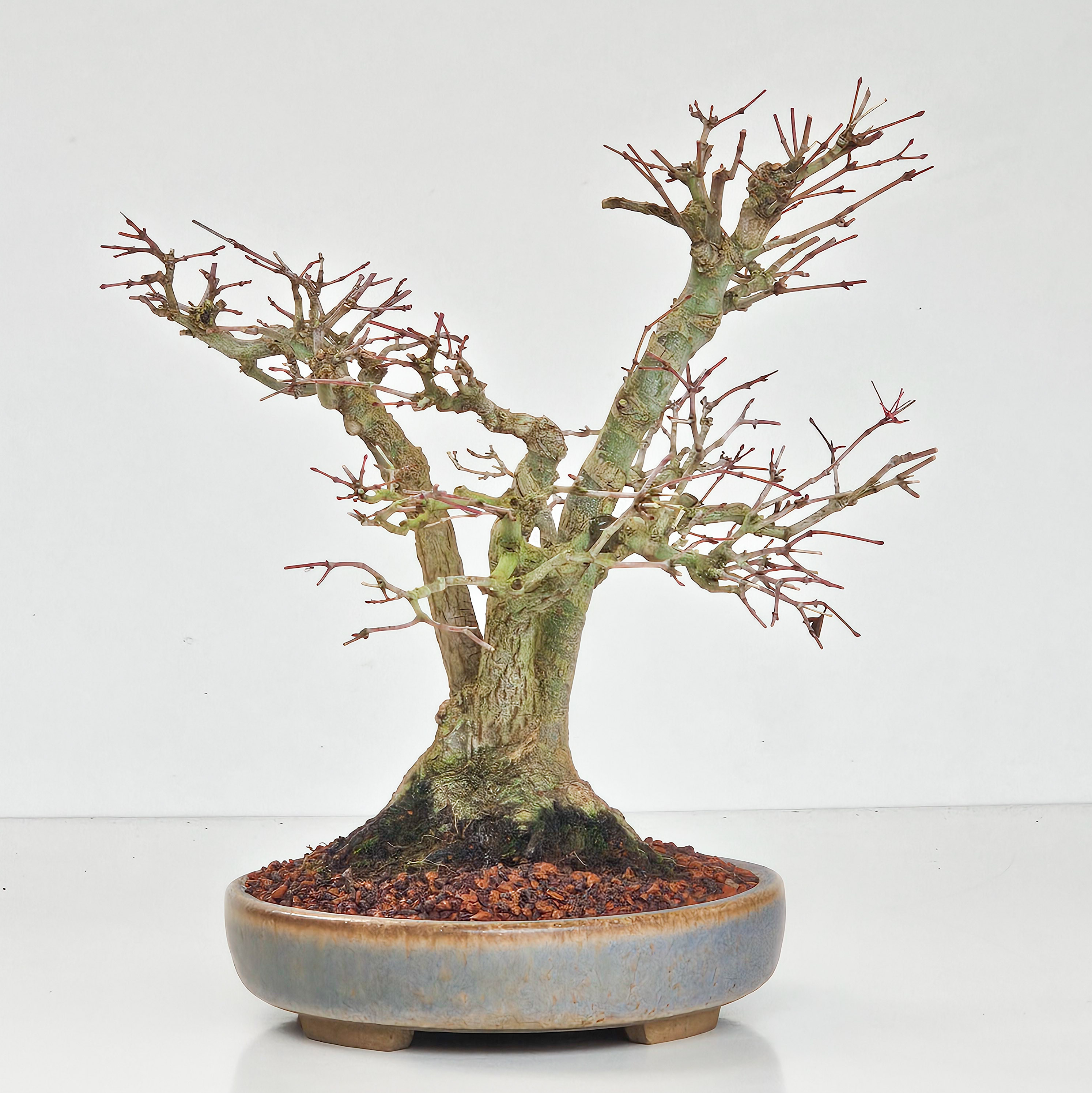 Bonsai Fächerahorn Acer Palmatum Yamamomiji Kabudachi 25cm - Video!!