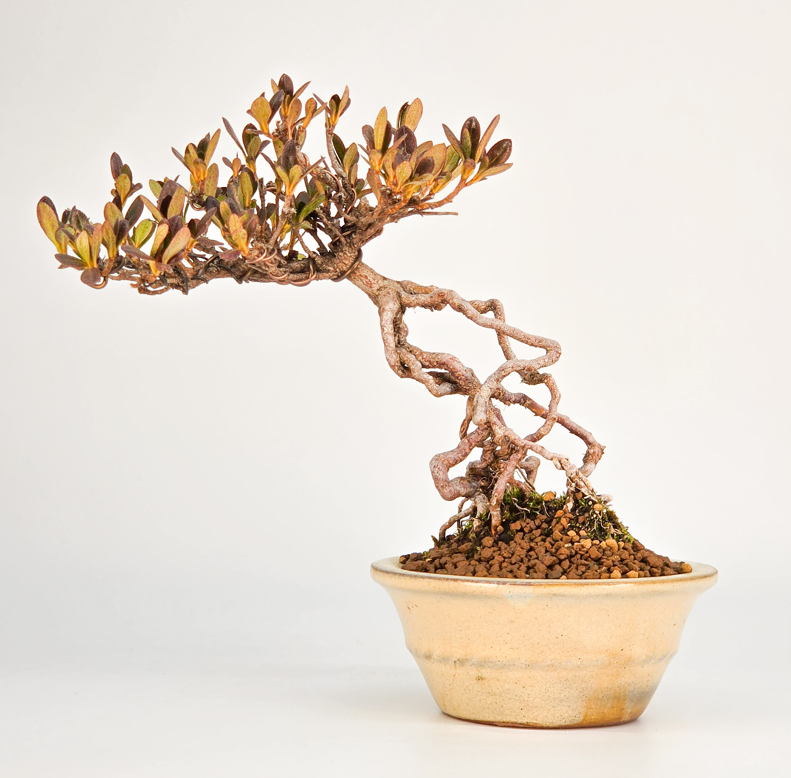 Bonsai Azalee - Rhododendron indicum Shohin 15cm